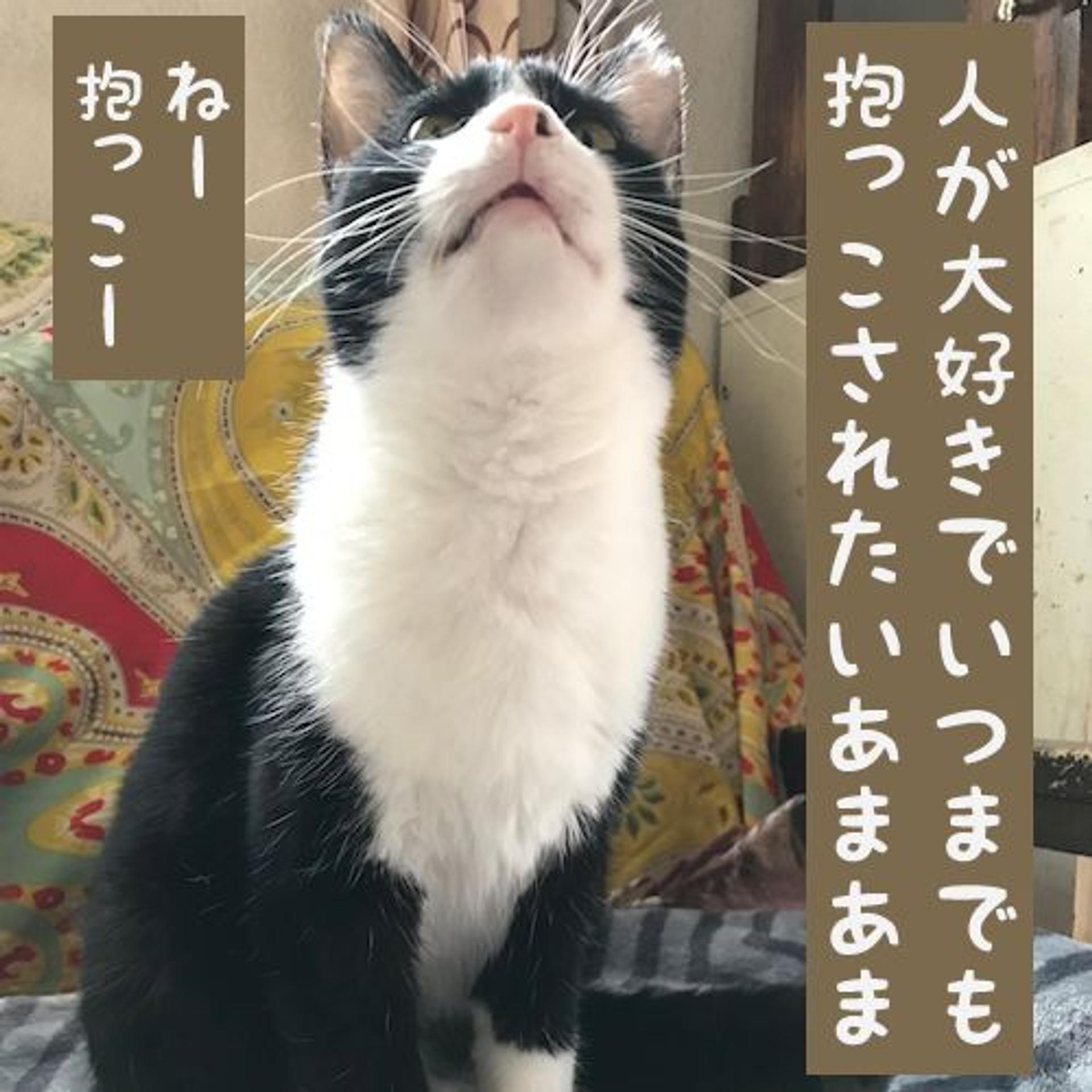 pet-image-7