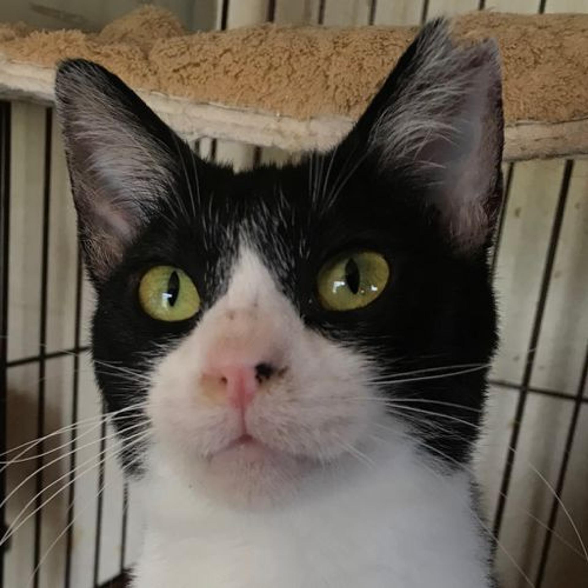 pet-image-9