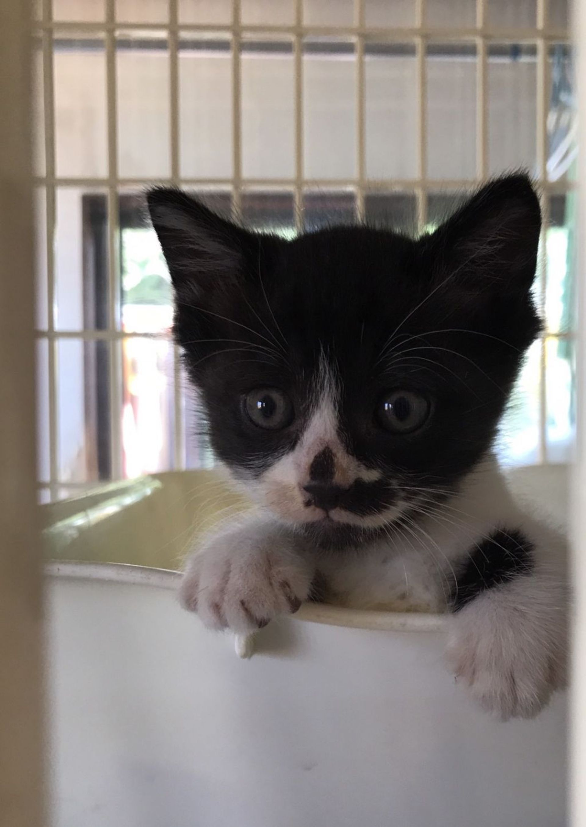 雑種（ミックス猫）・オスの里親募集の写真