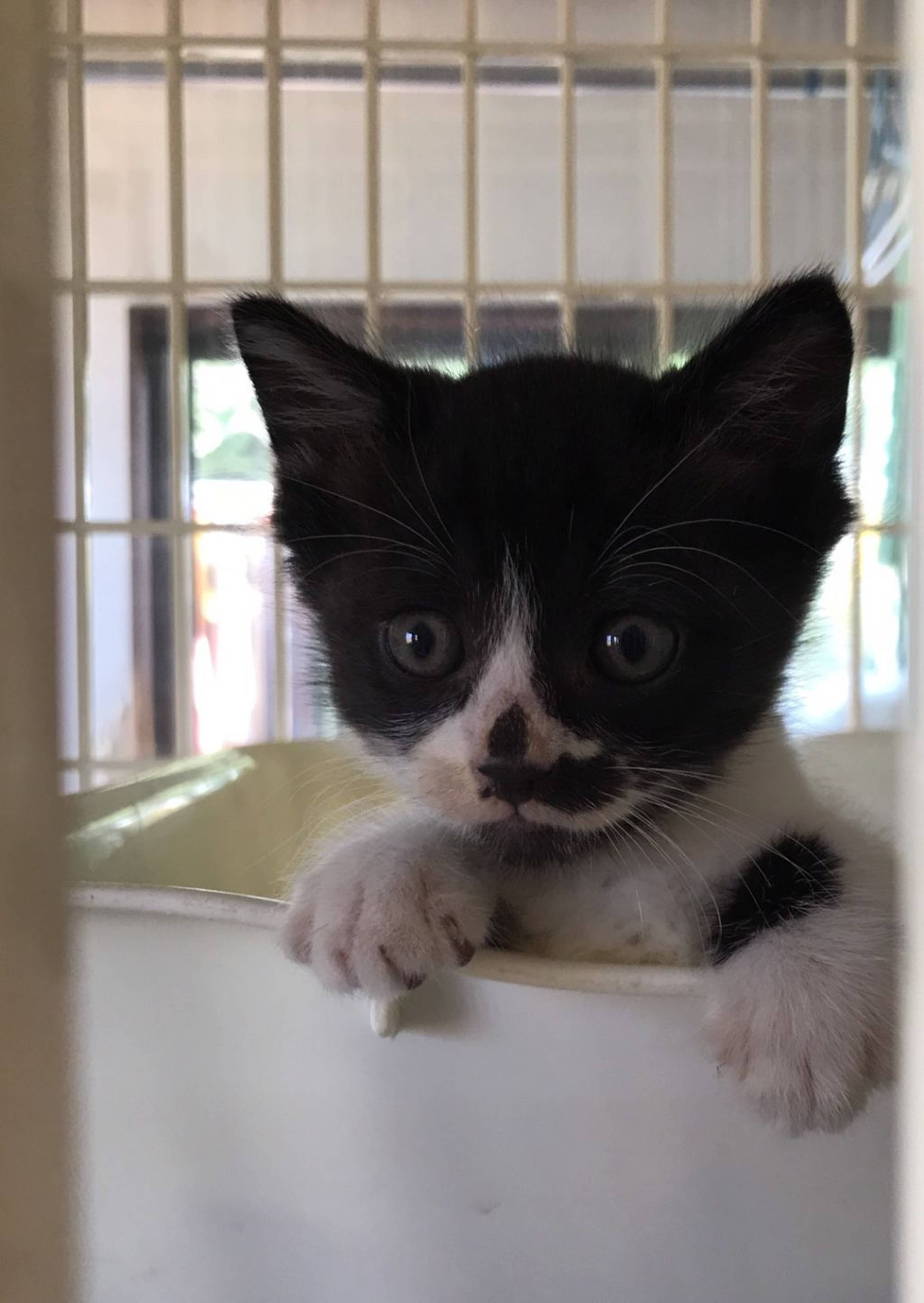 雑種（ミックス猫）・オスの里親募集の写真