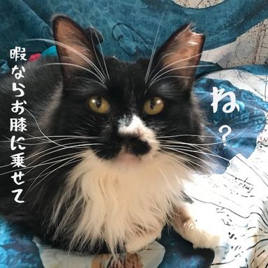 ぺろの写真