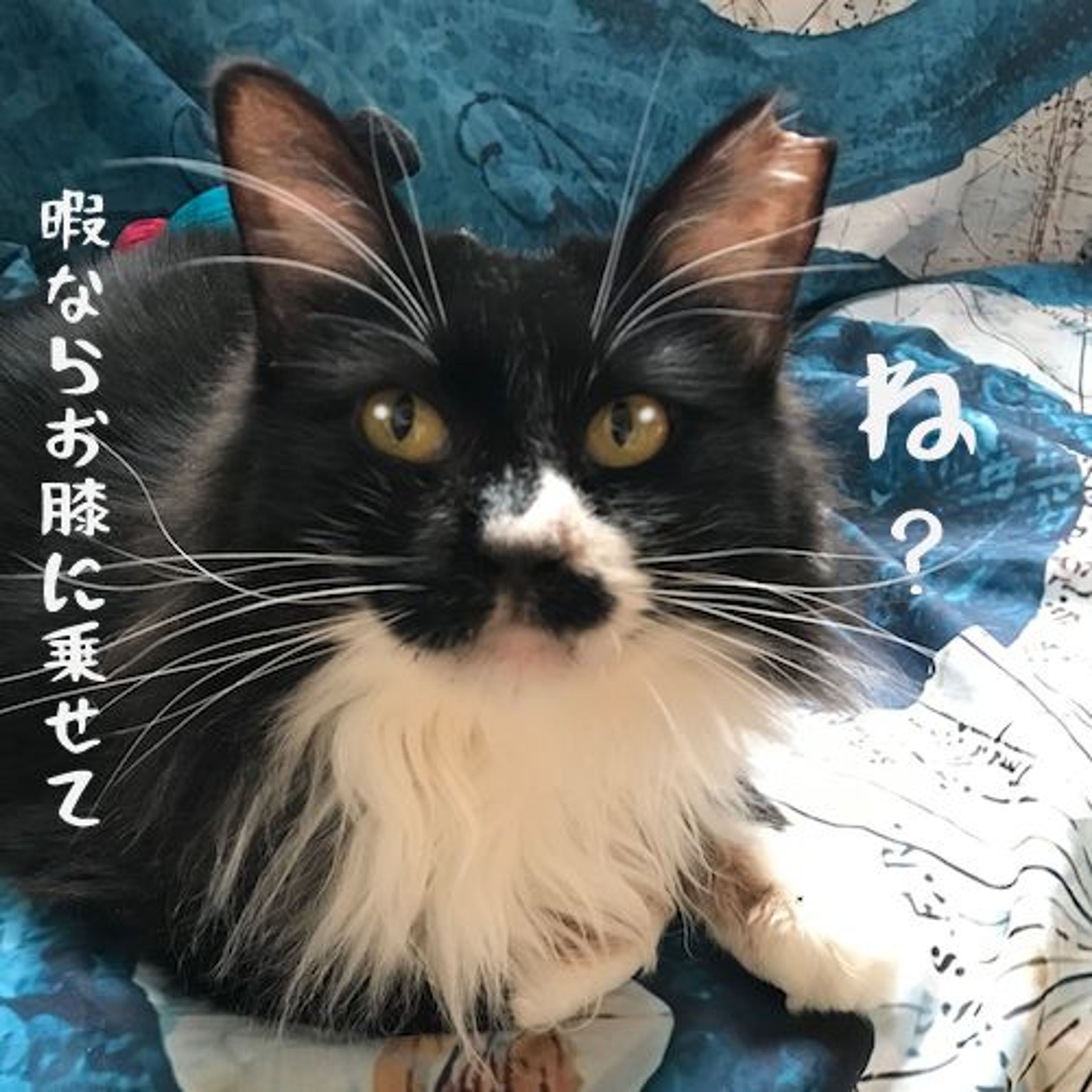 雑種（ミックス猫）・メスの里親募集の写真