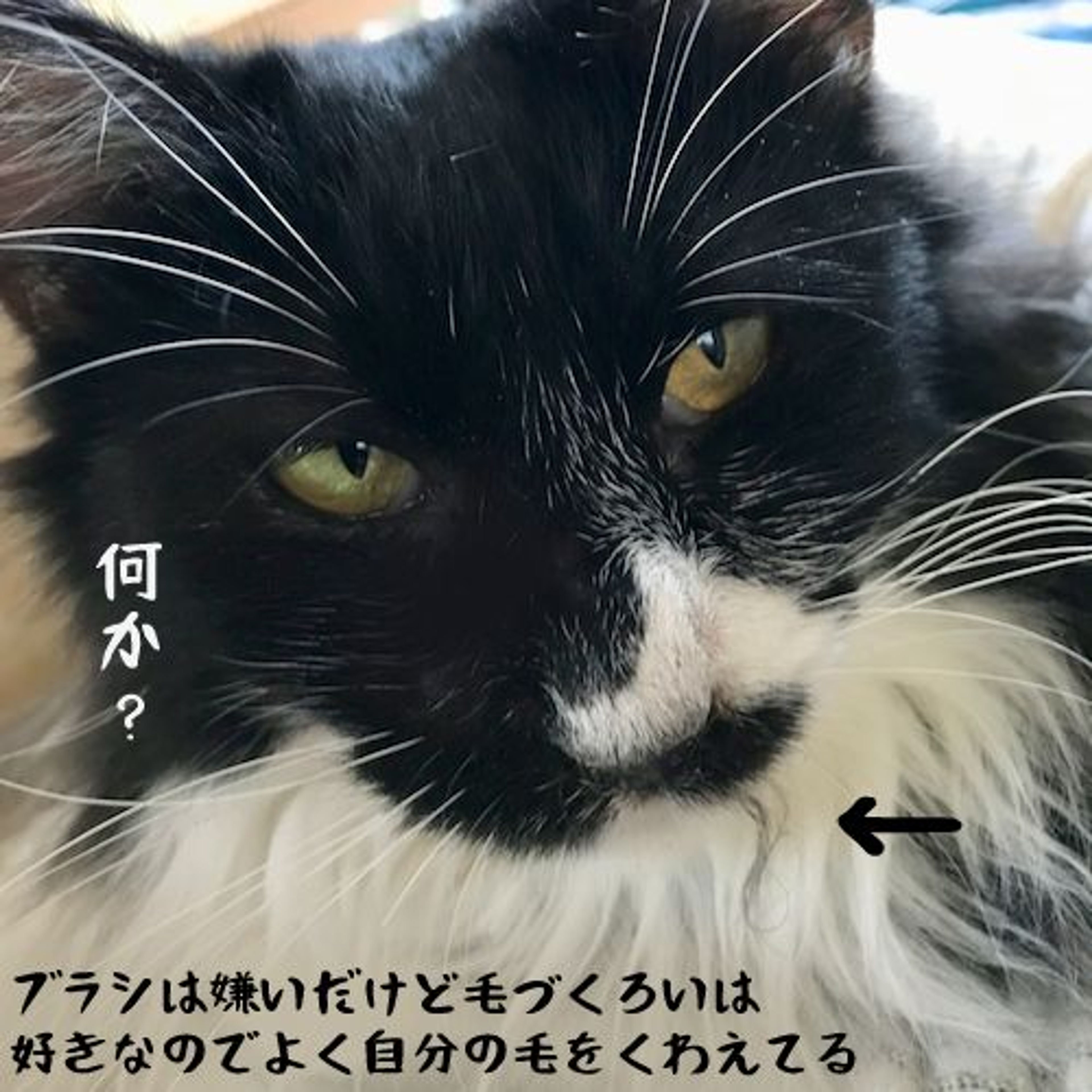 pet-image-3