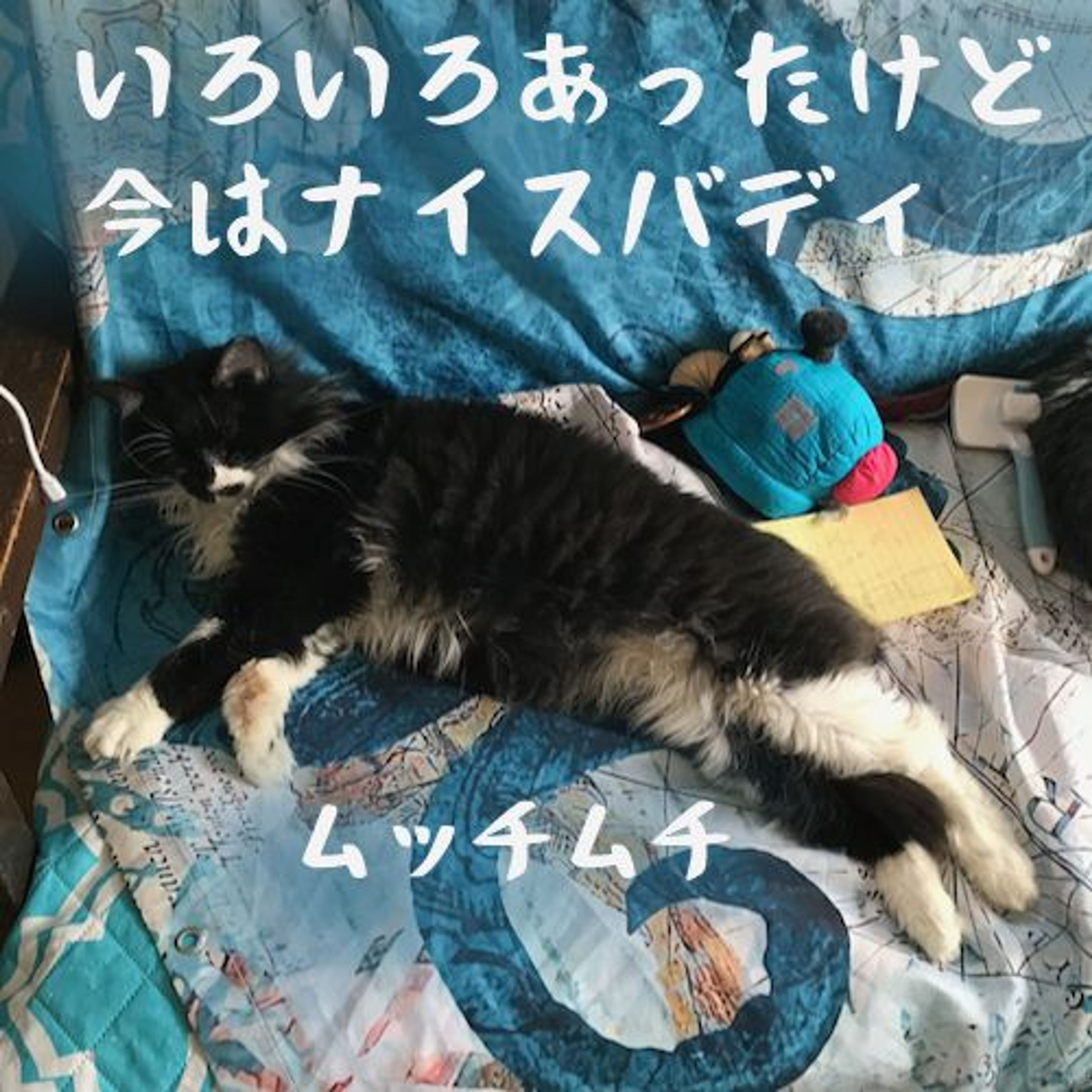 pet-image-4