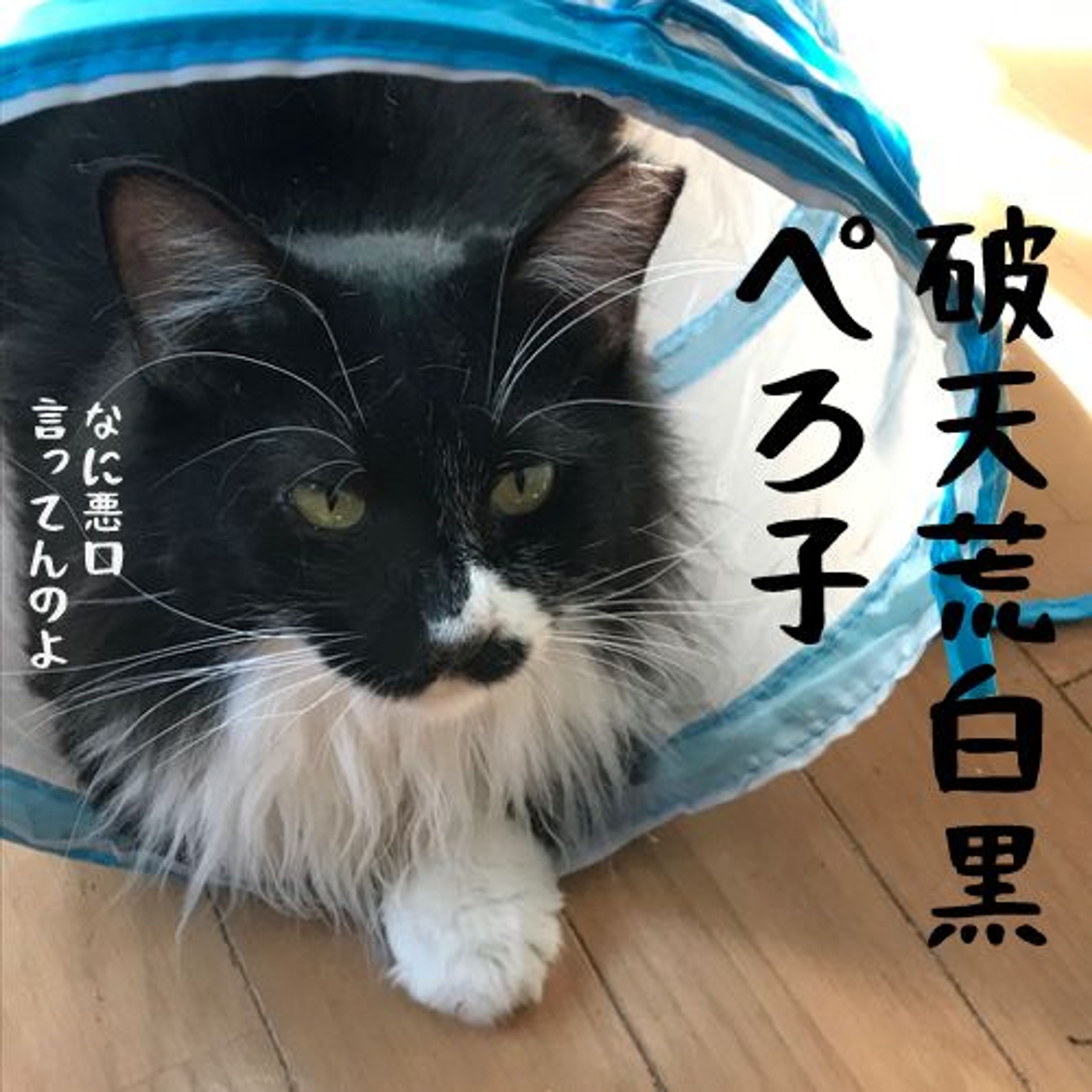 pet-image-5