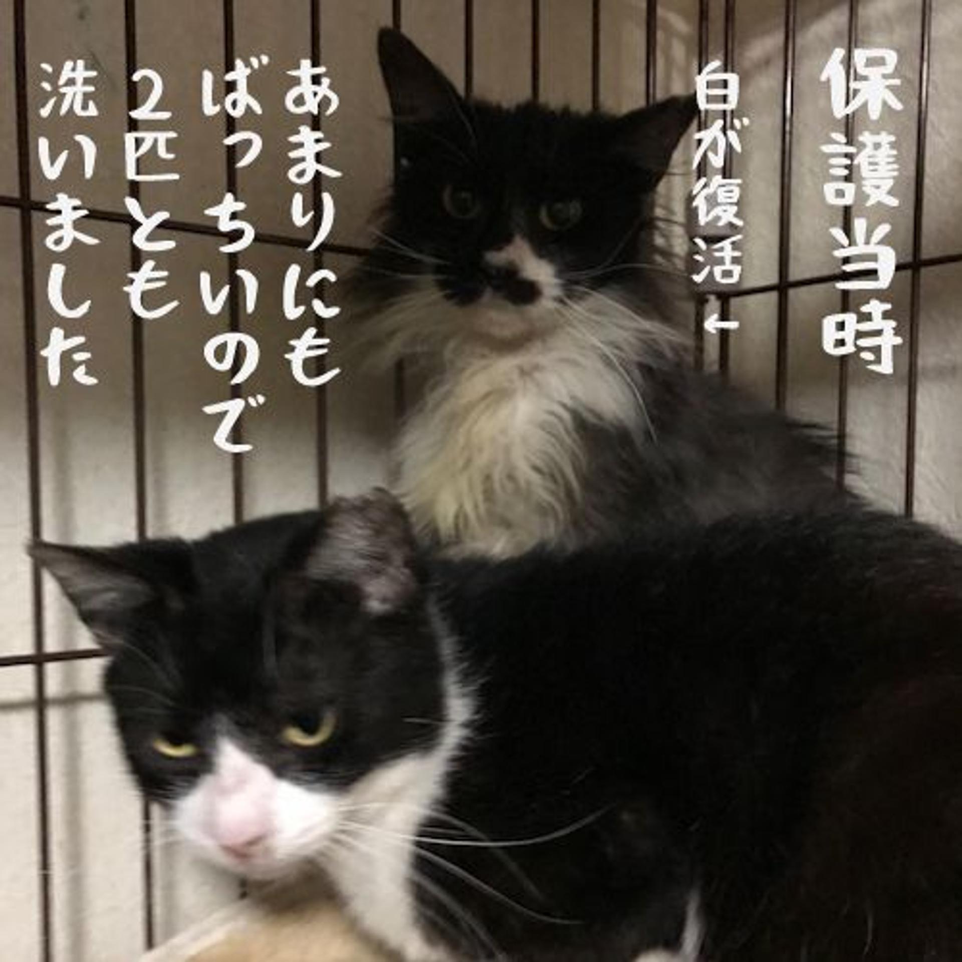 pet-image-6
