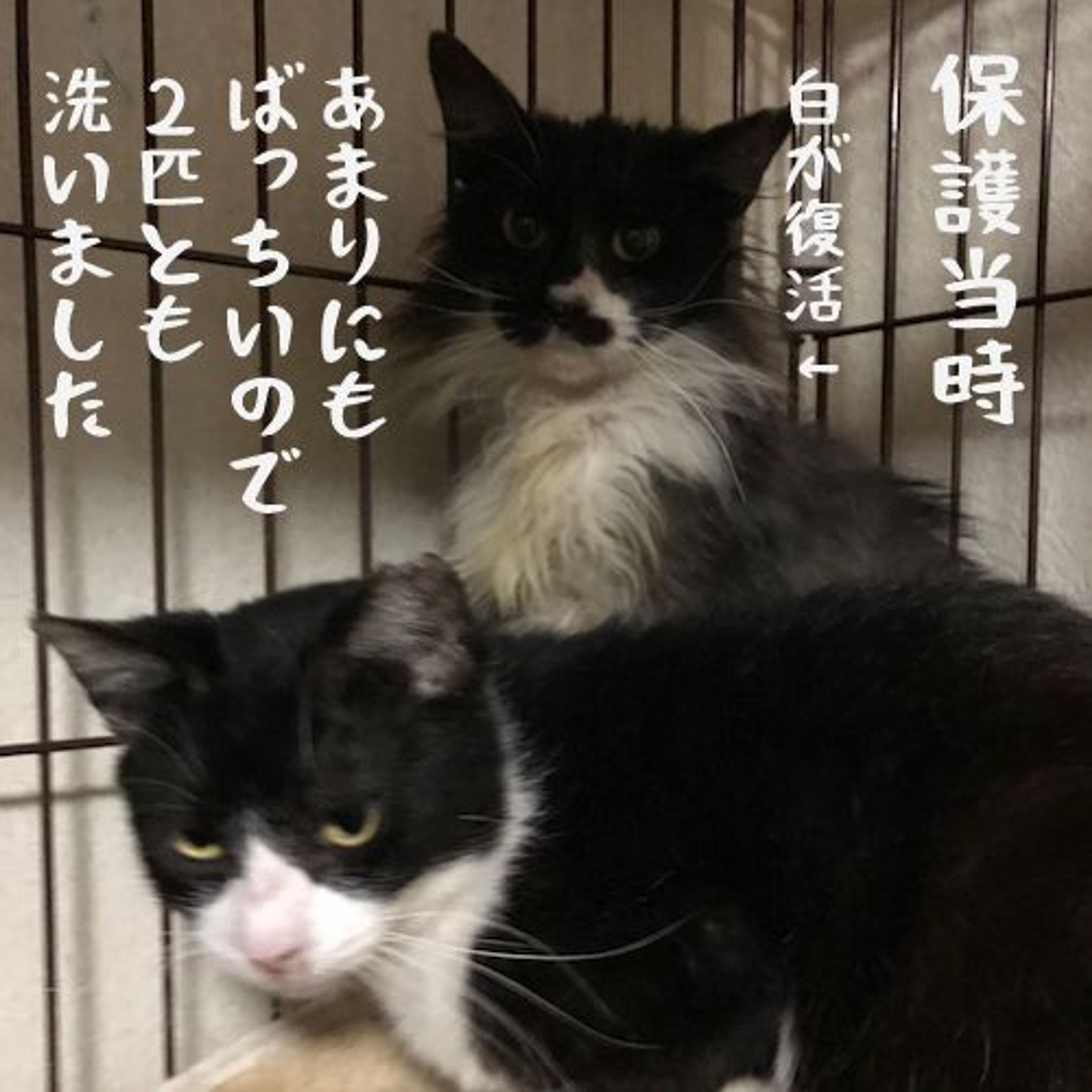 pet-image-6