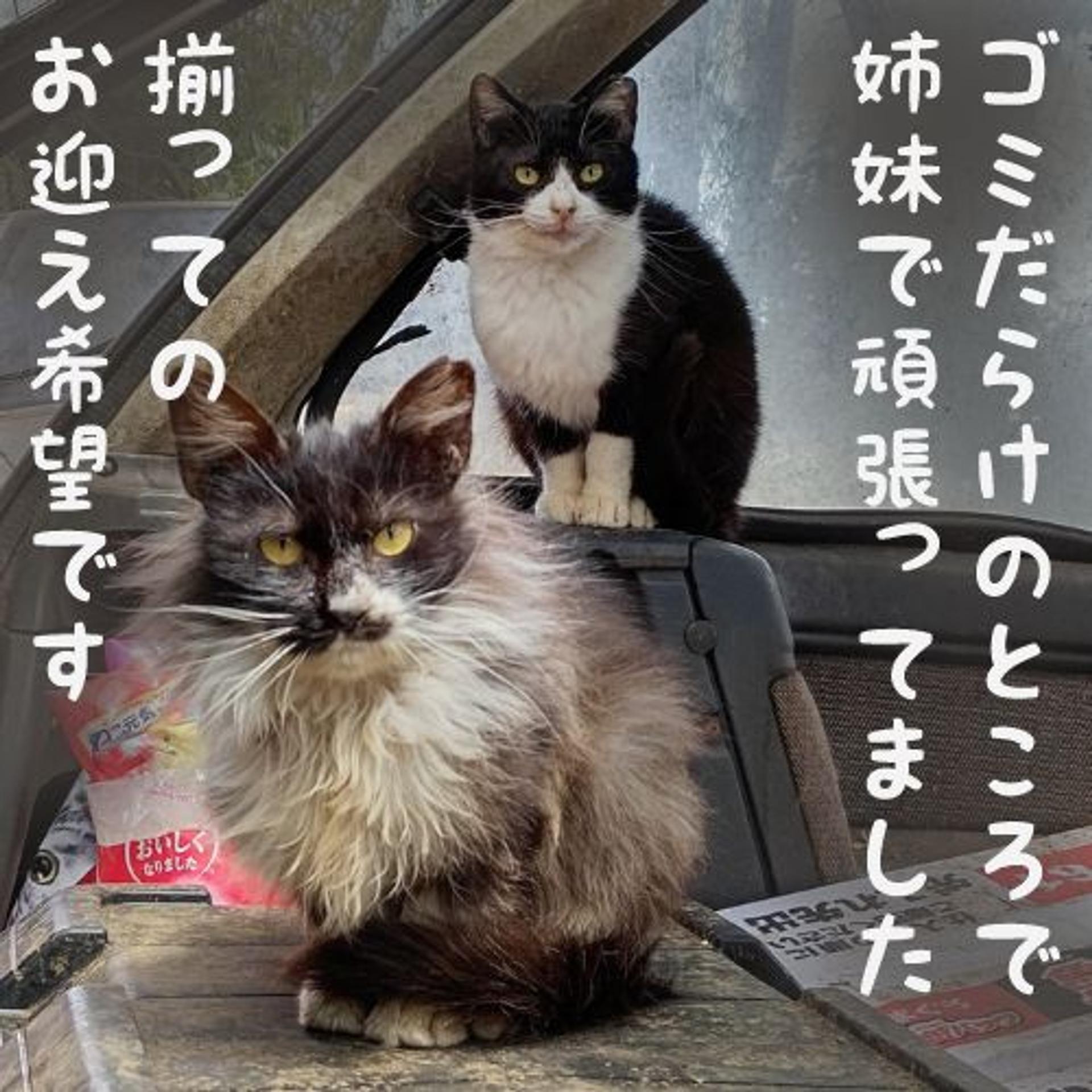 pet-image-7