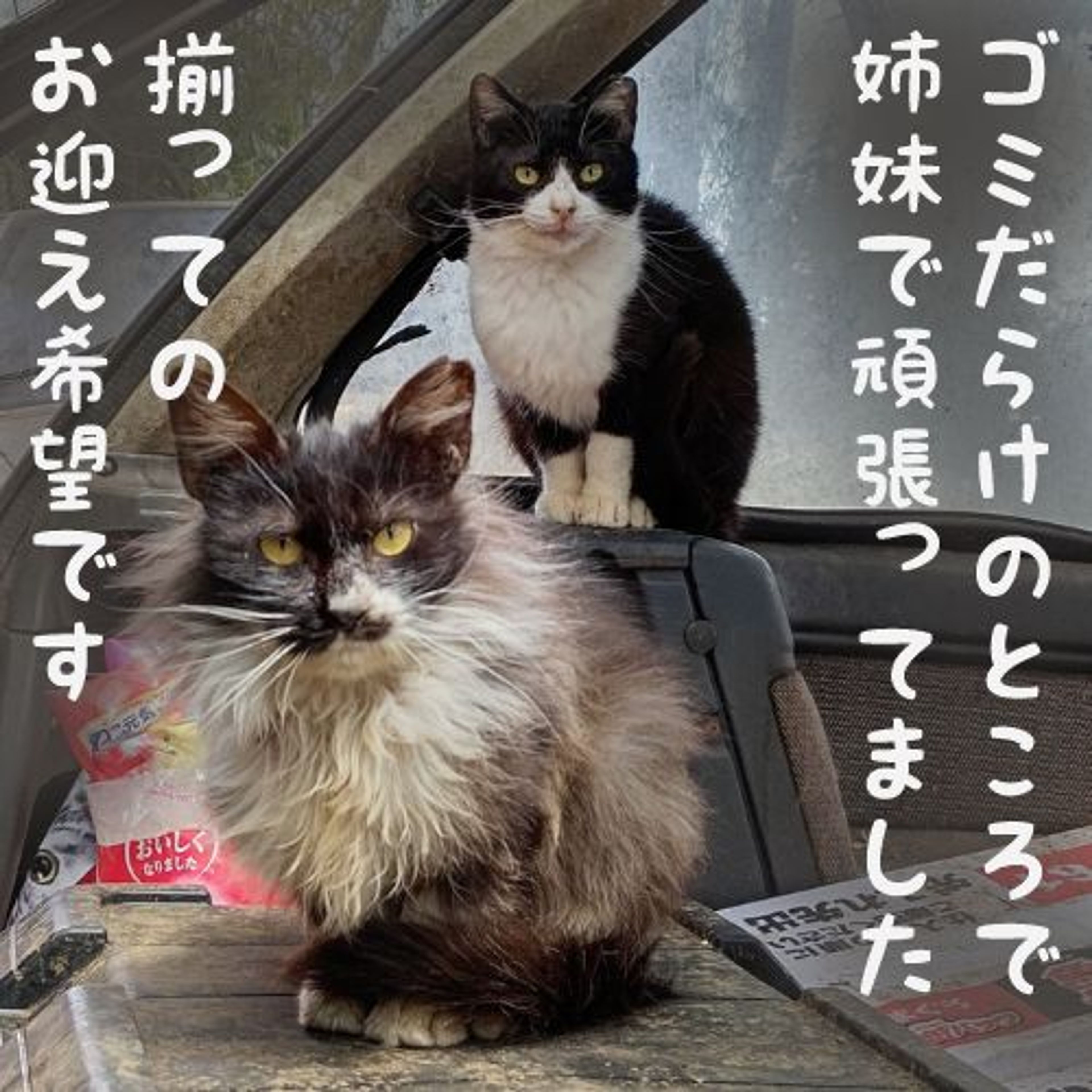 pet-image-7