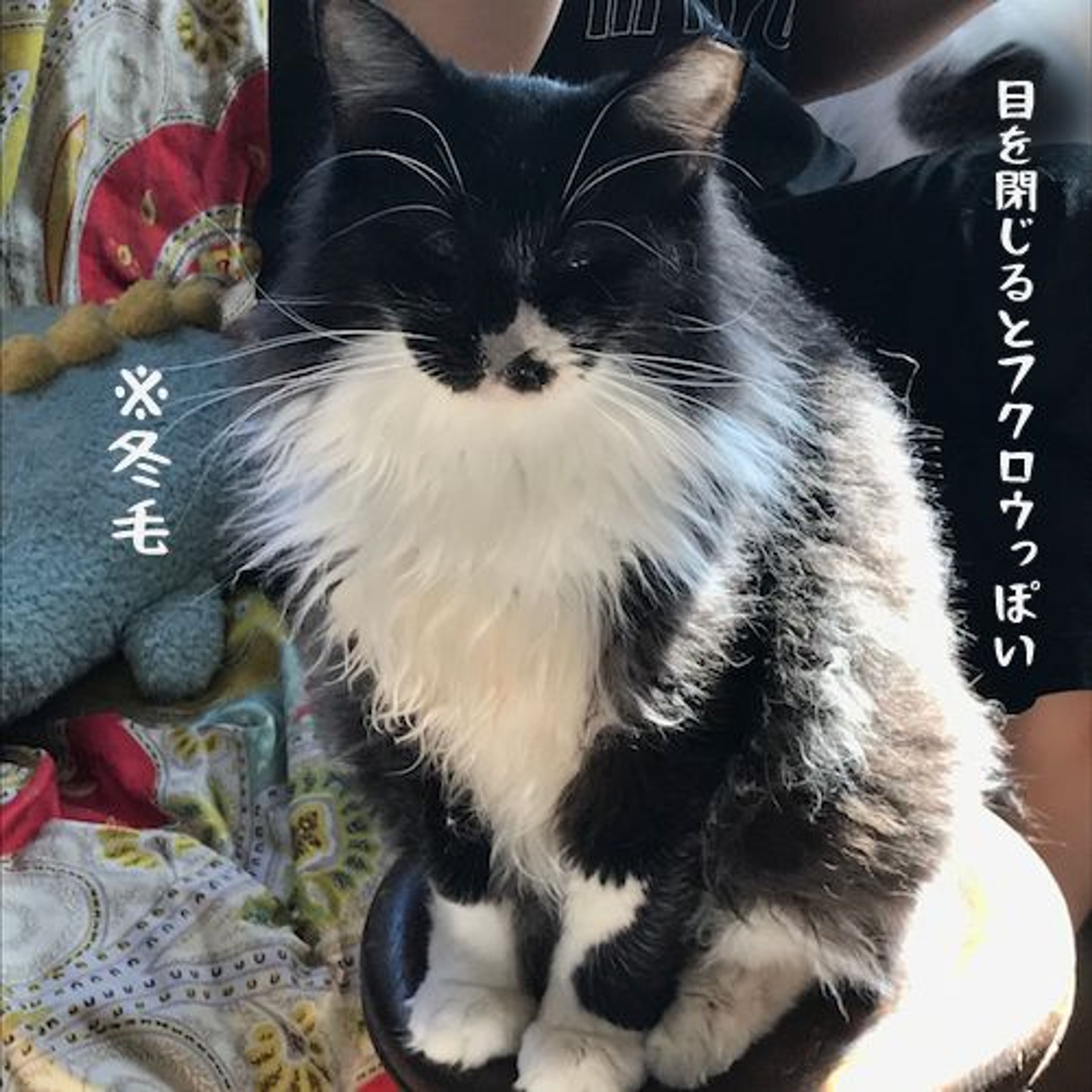 pet-image-8