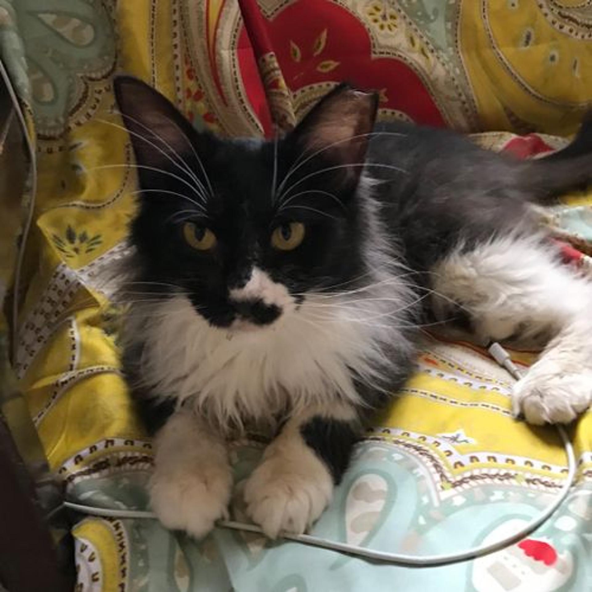 pet-image-9