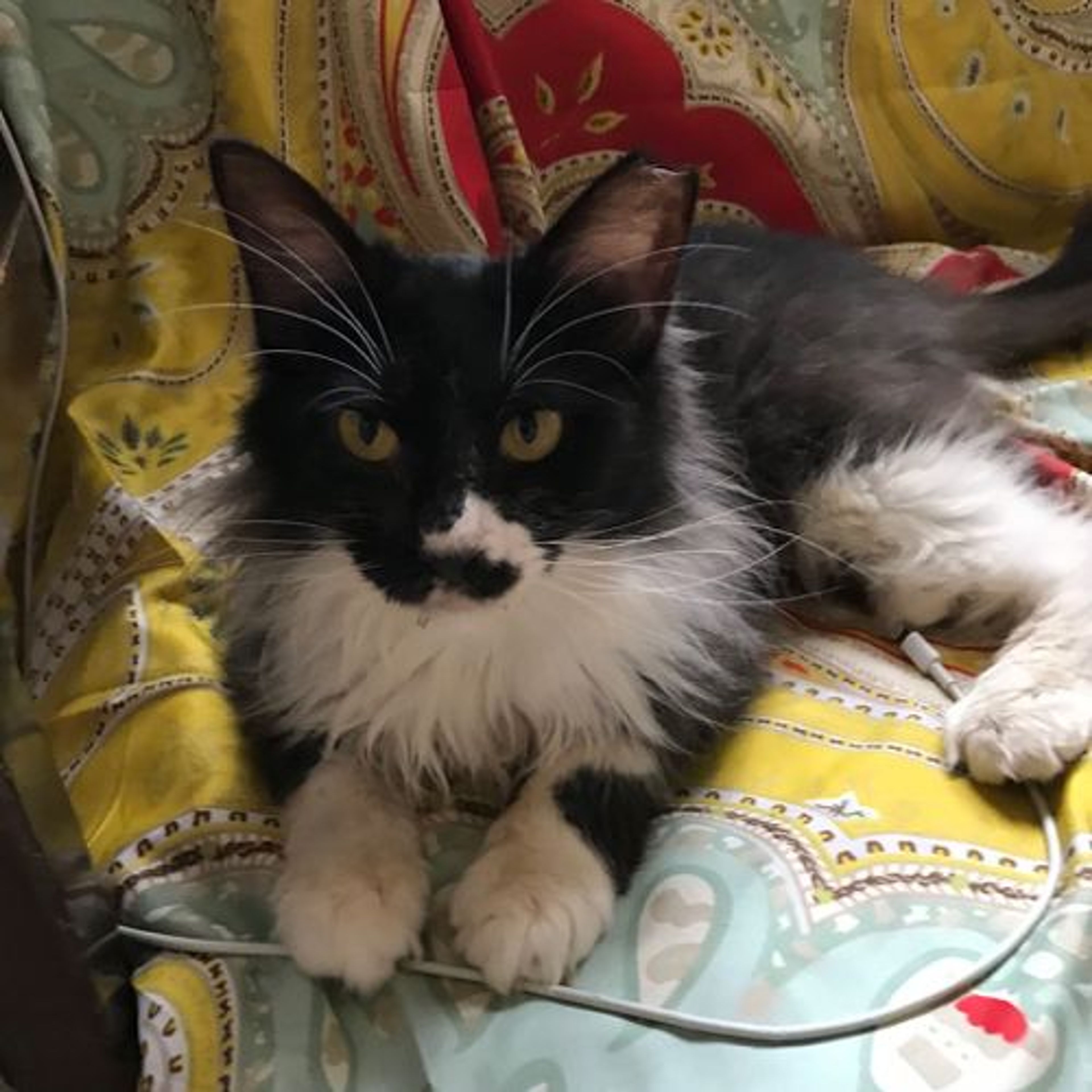 pet-image-9