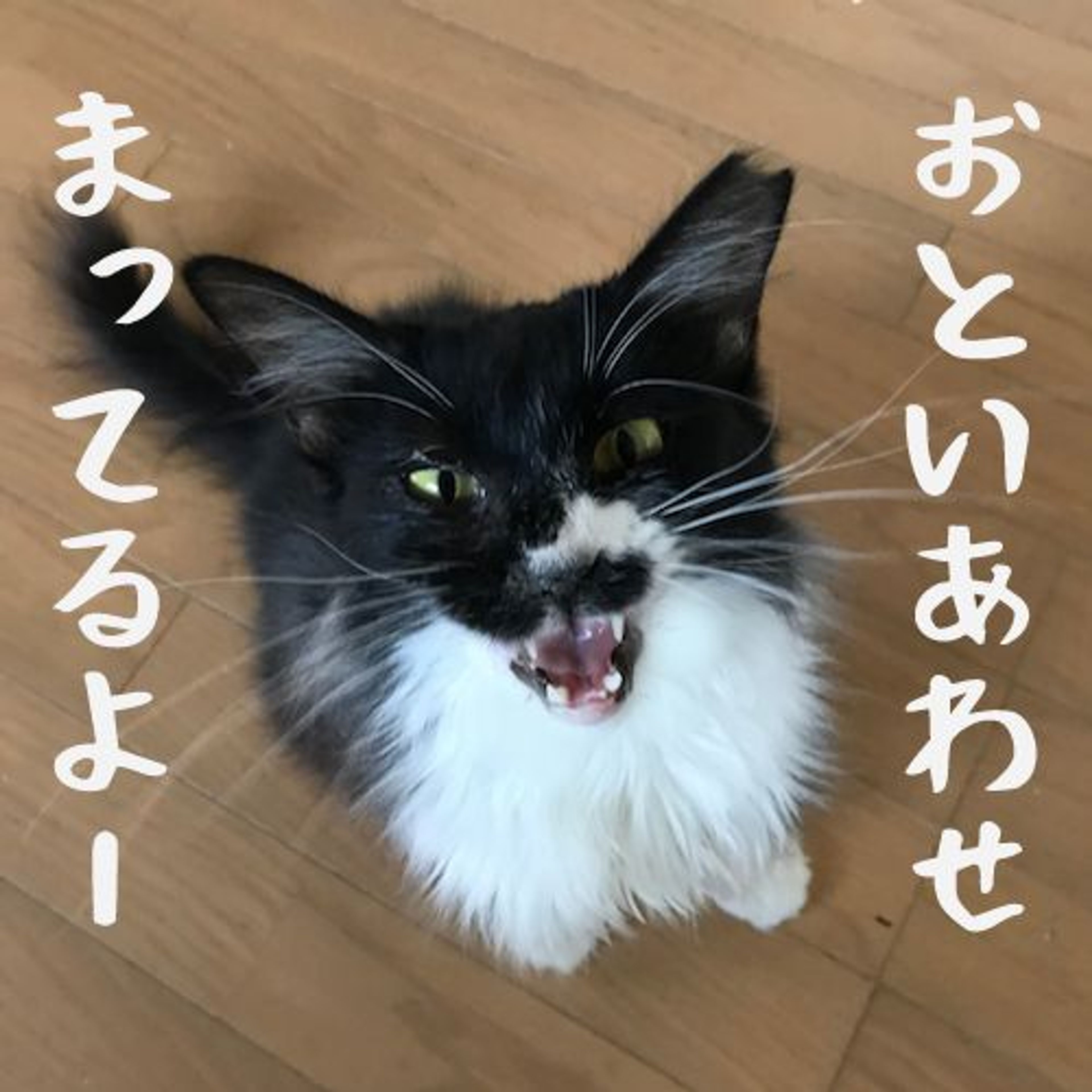pet-image-10
