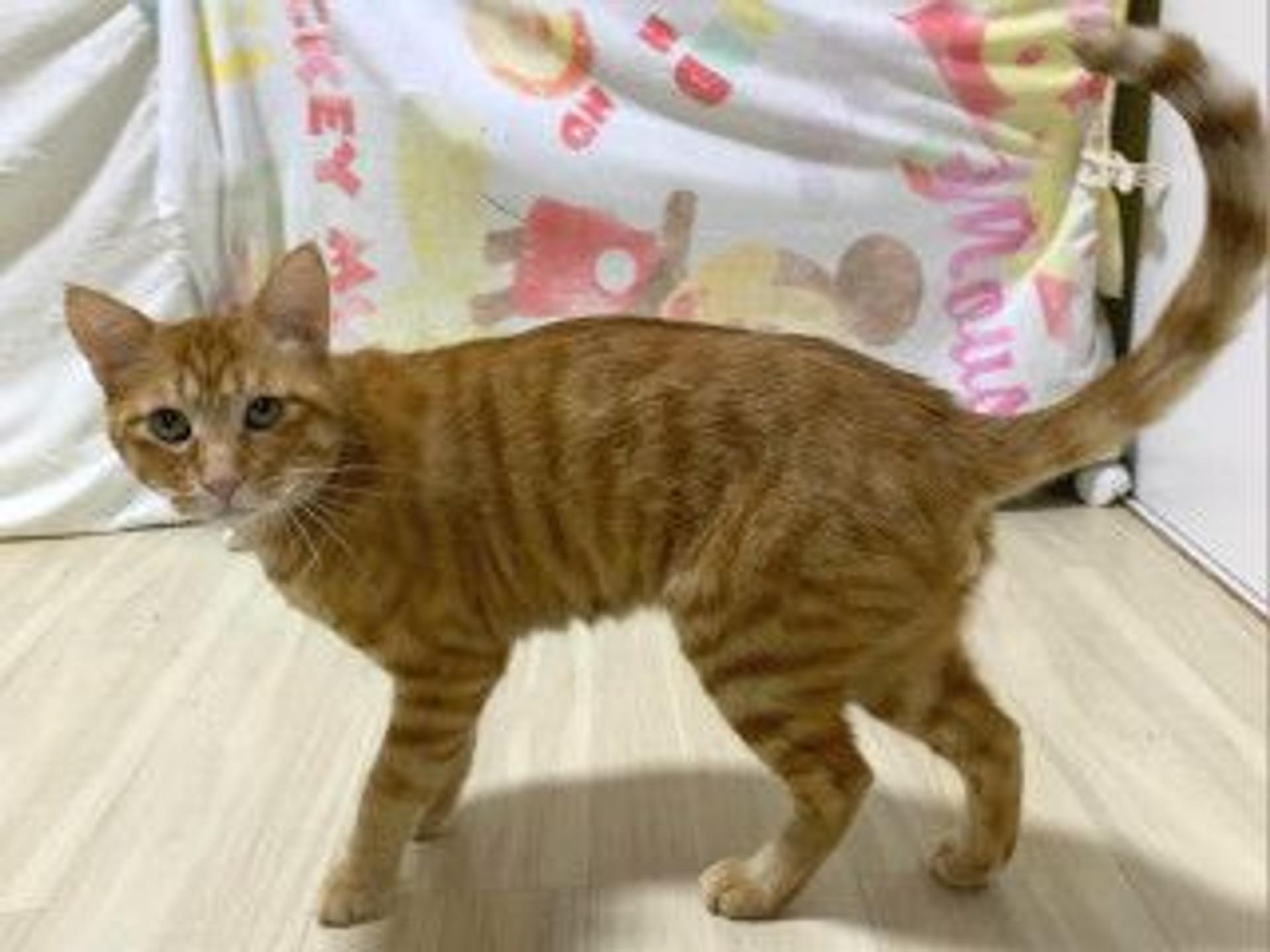 pet-image-6