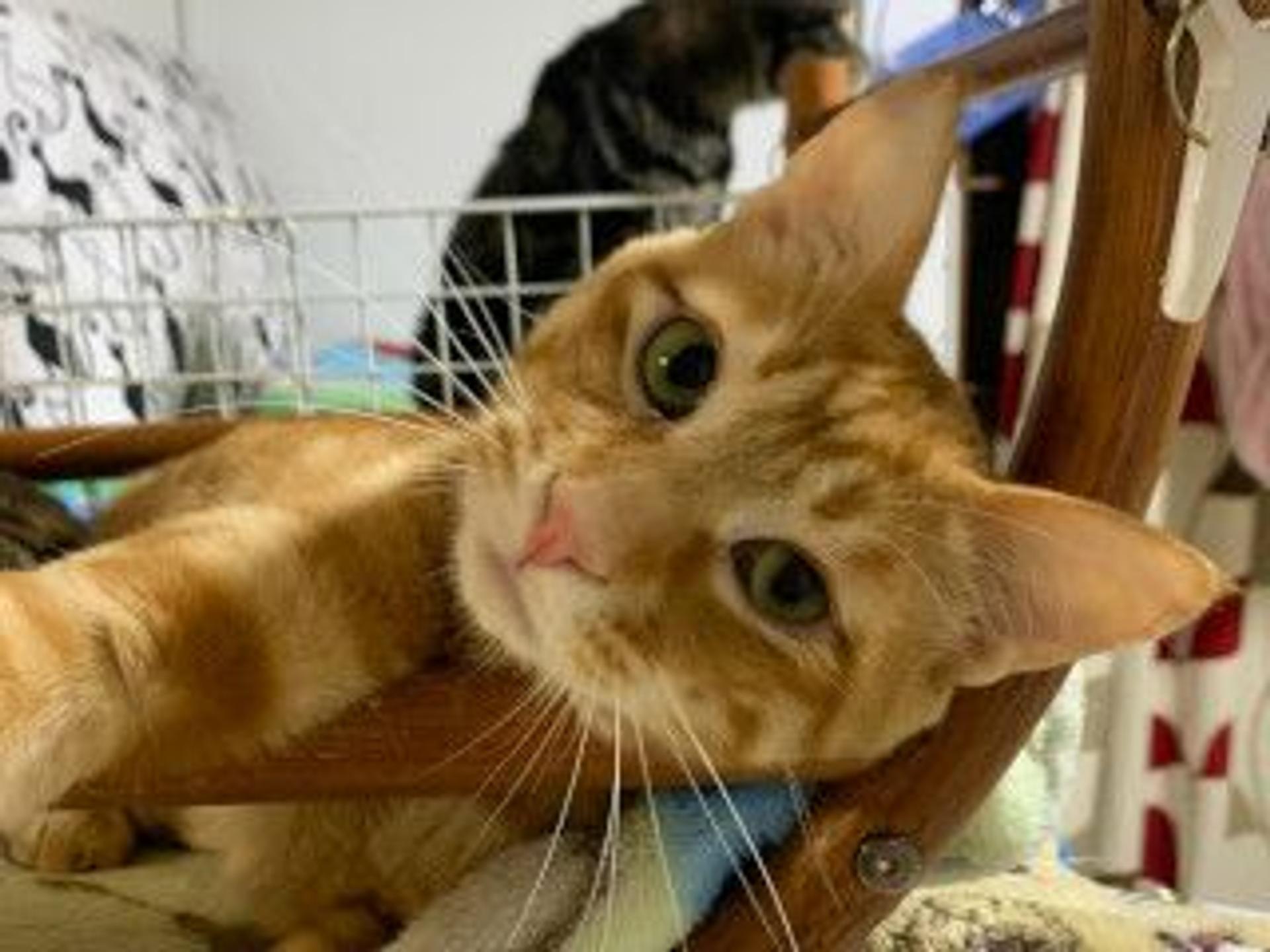 pet-image-7