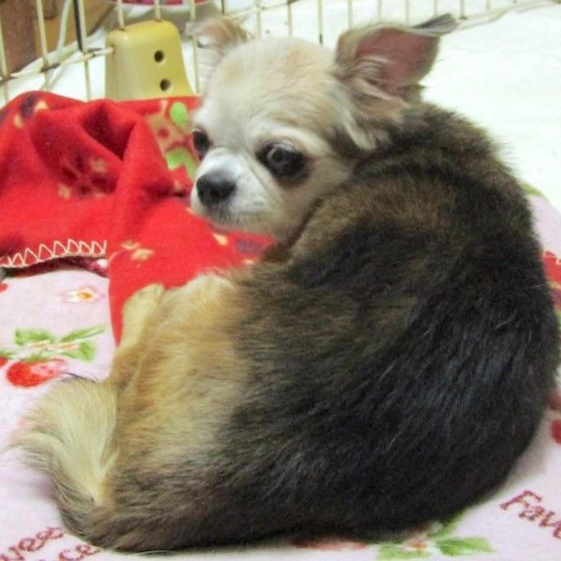 pet-image-2