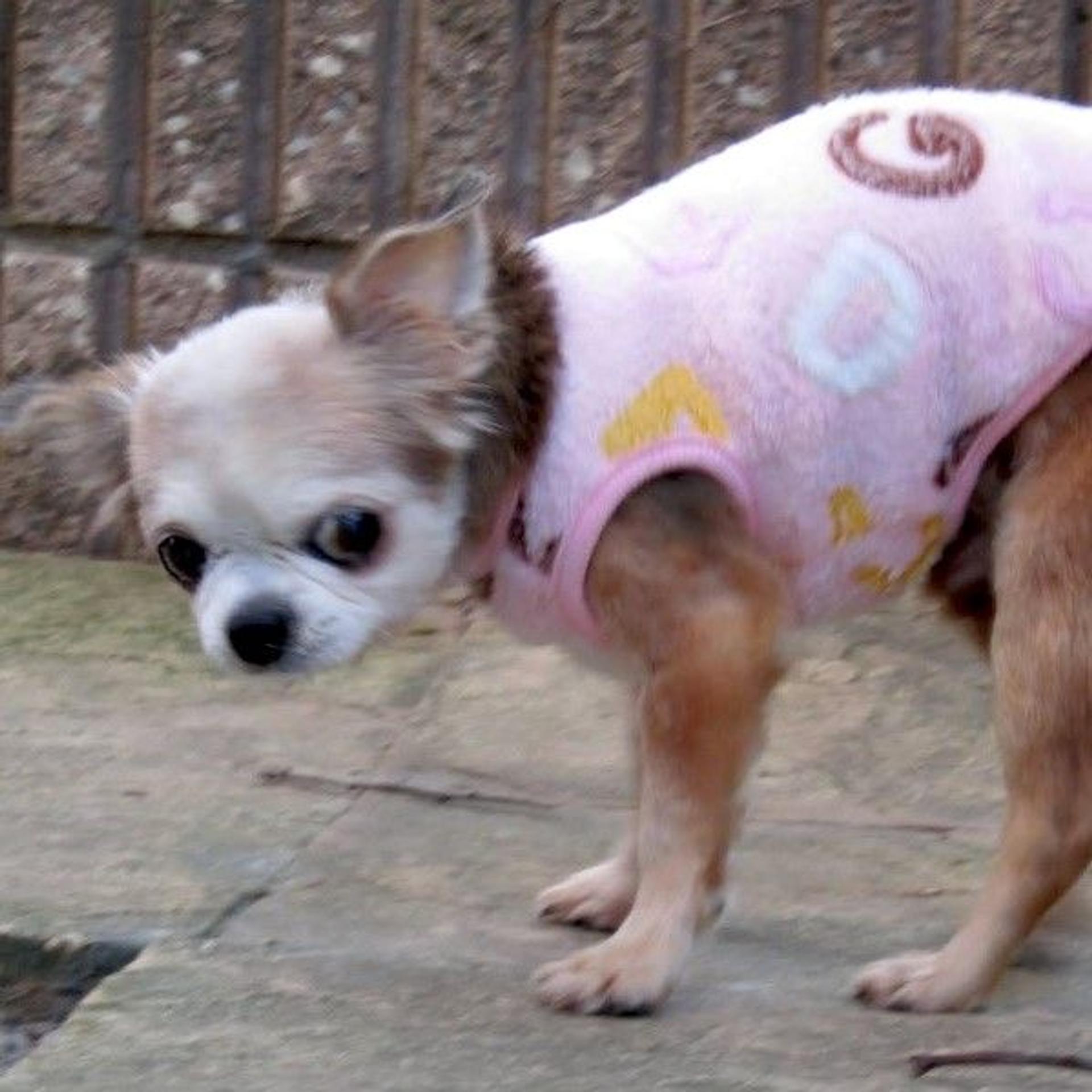 pet-image-4