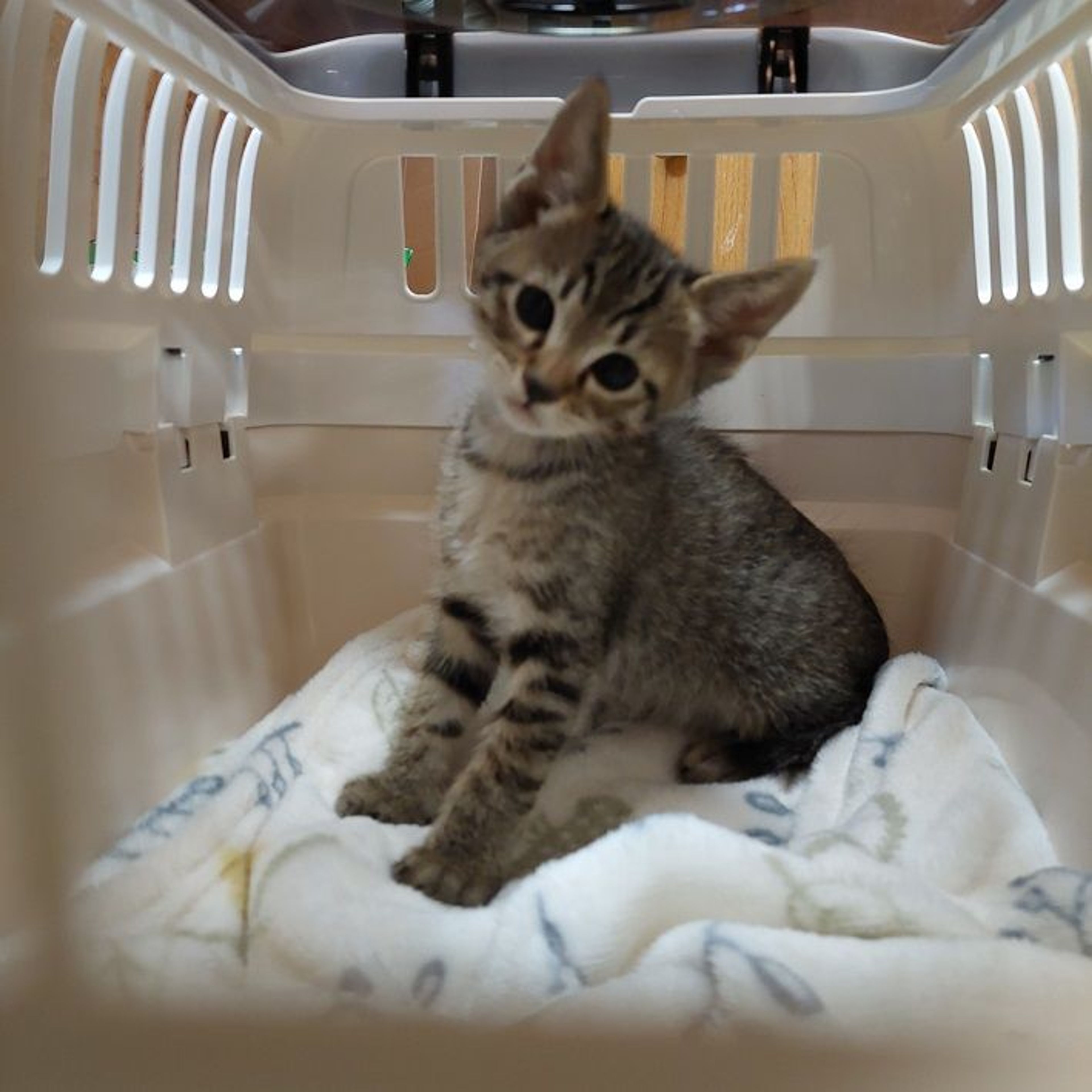 雑種（ミックス猫）・オスの里親募集の写真