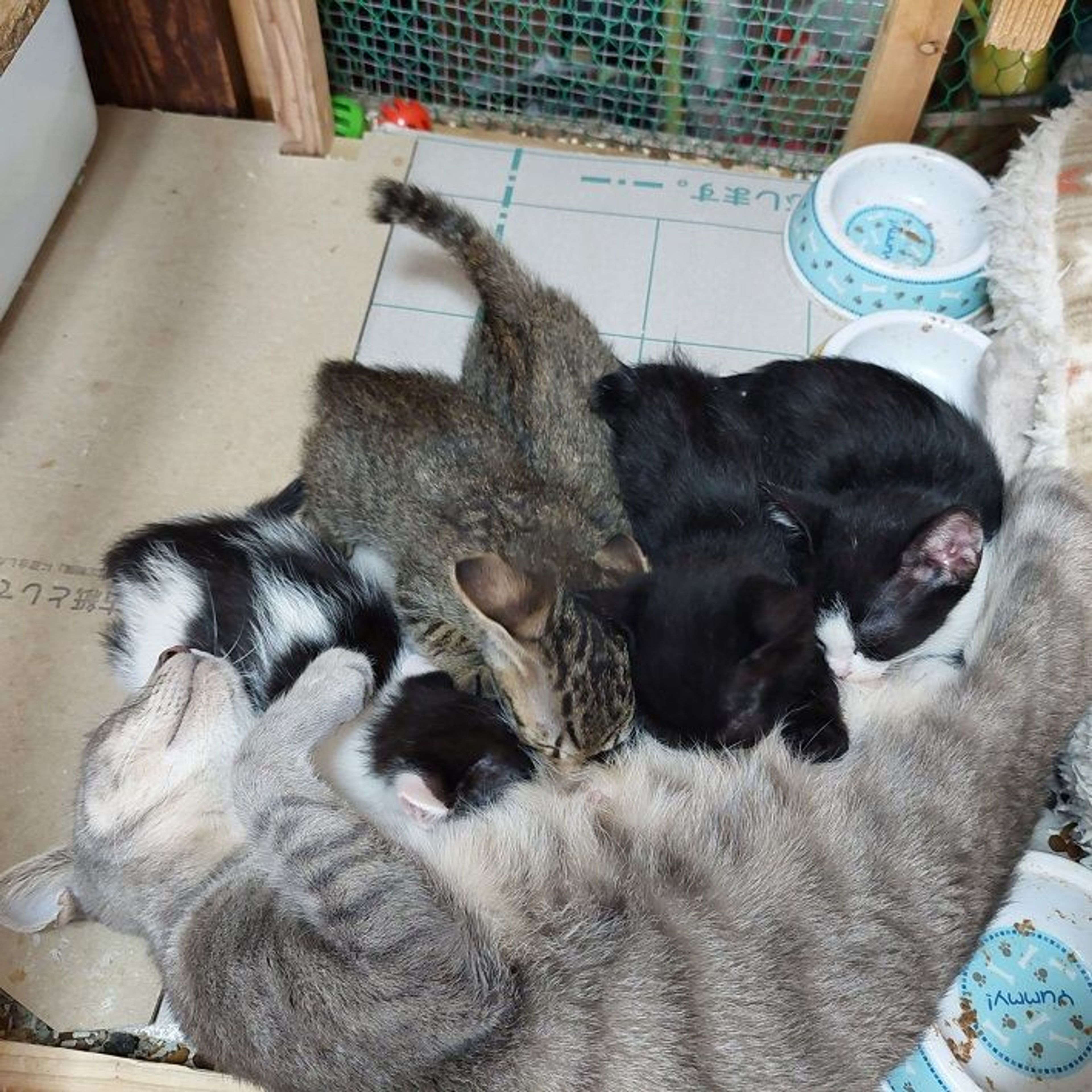 pet-image-3