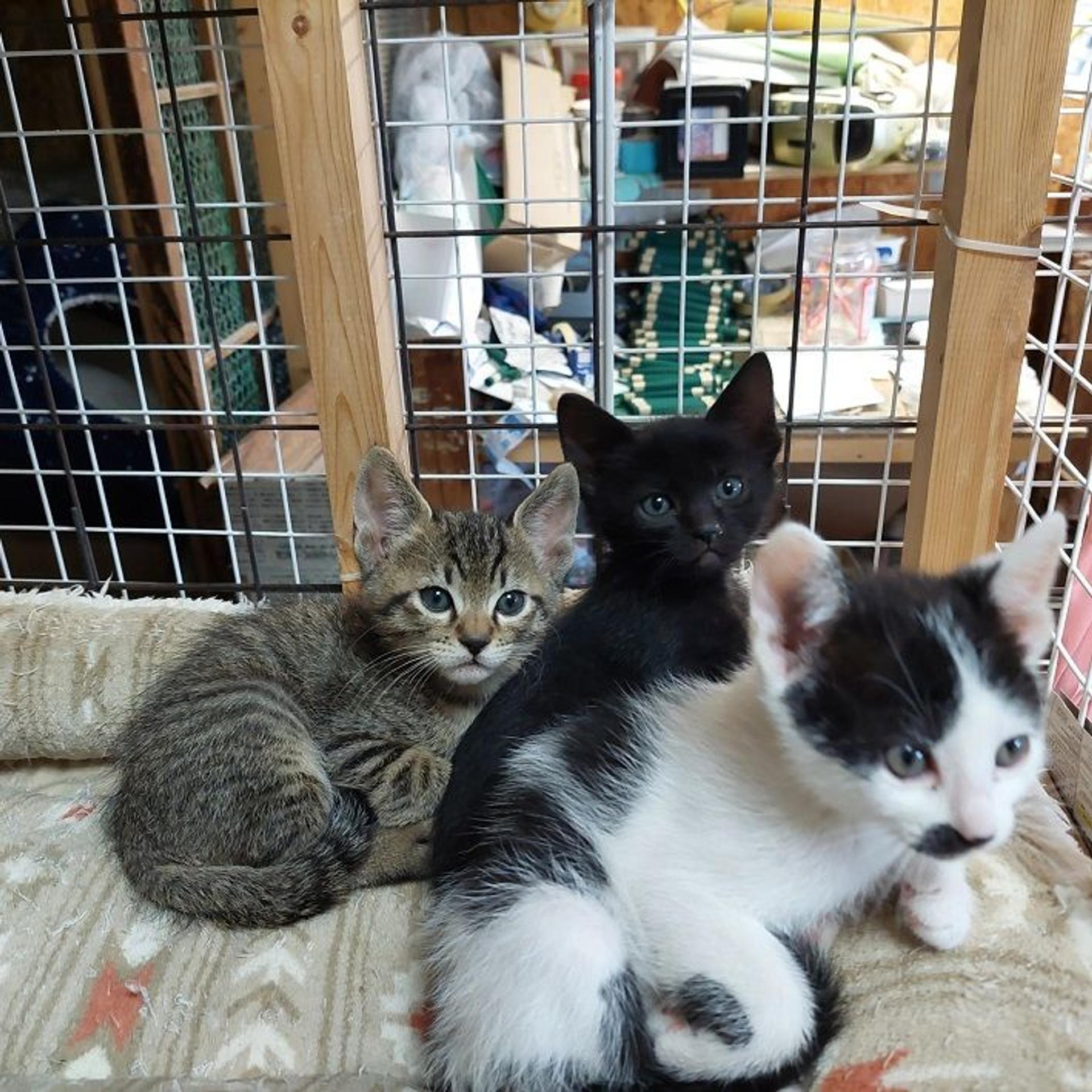 pet-image-4