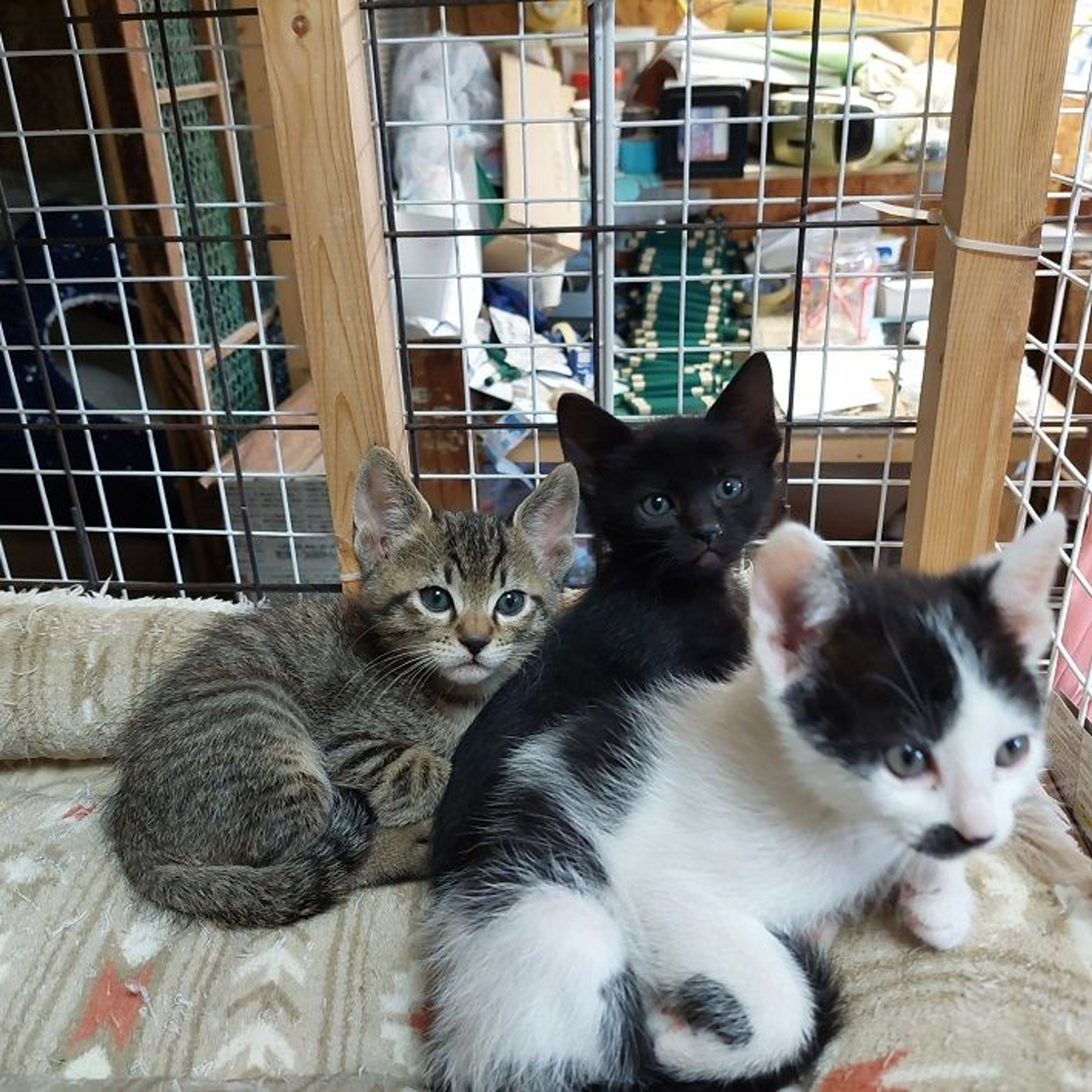 pet-image-4
