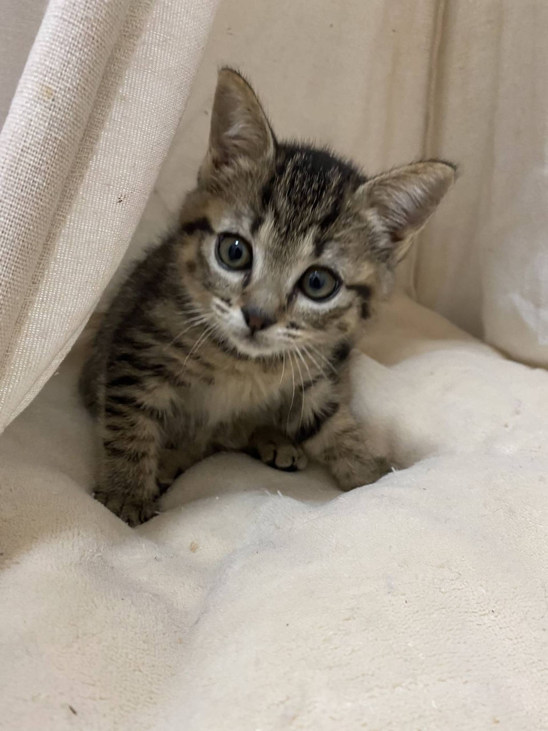 雑種（ミックス猫）・メスの里親募集の写真