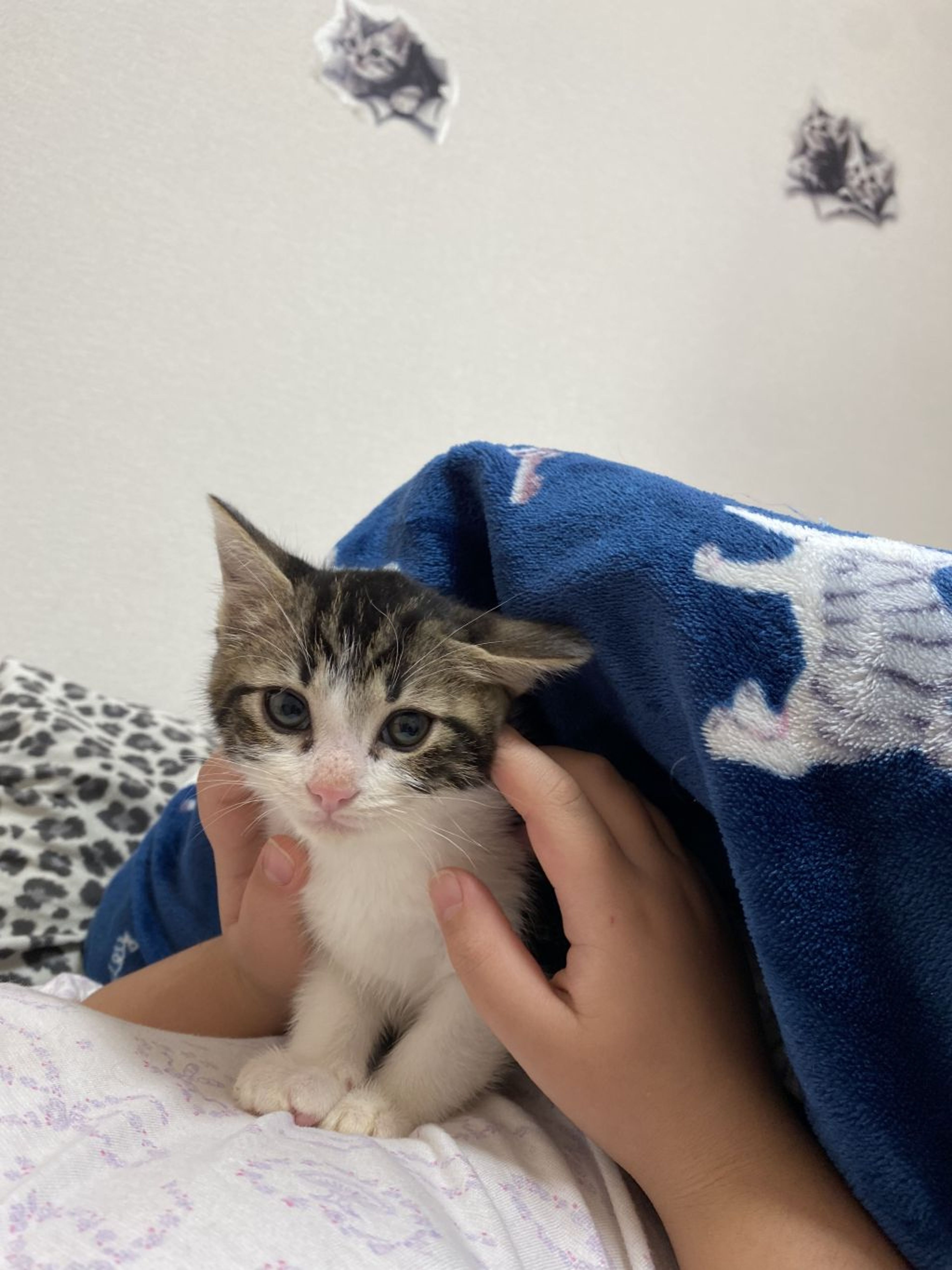 pet-image-4