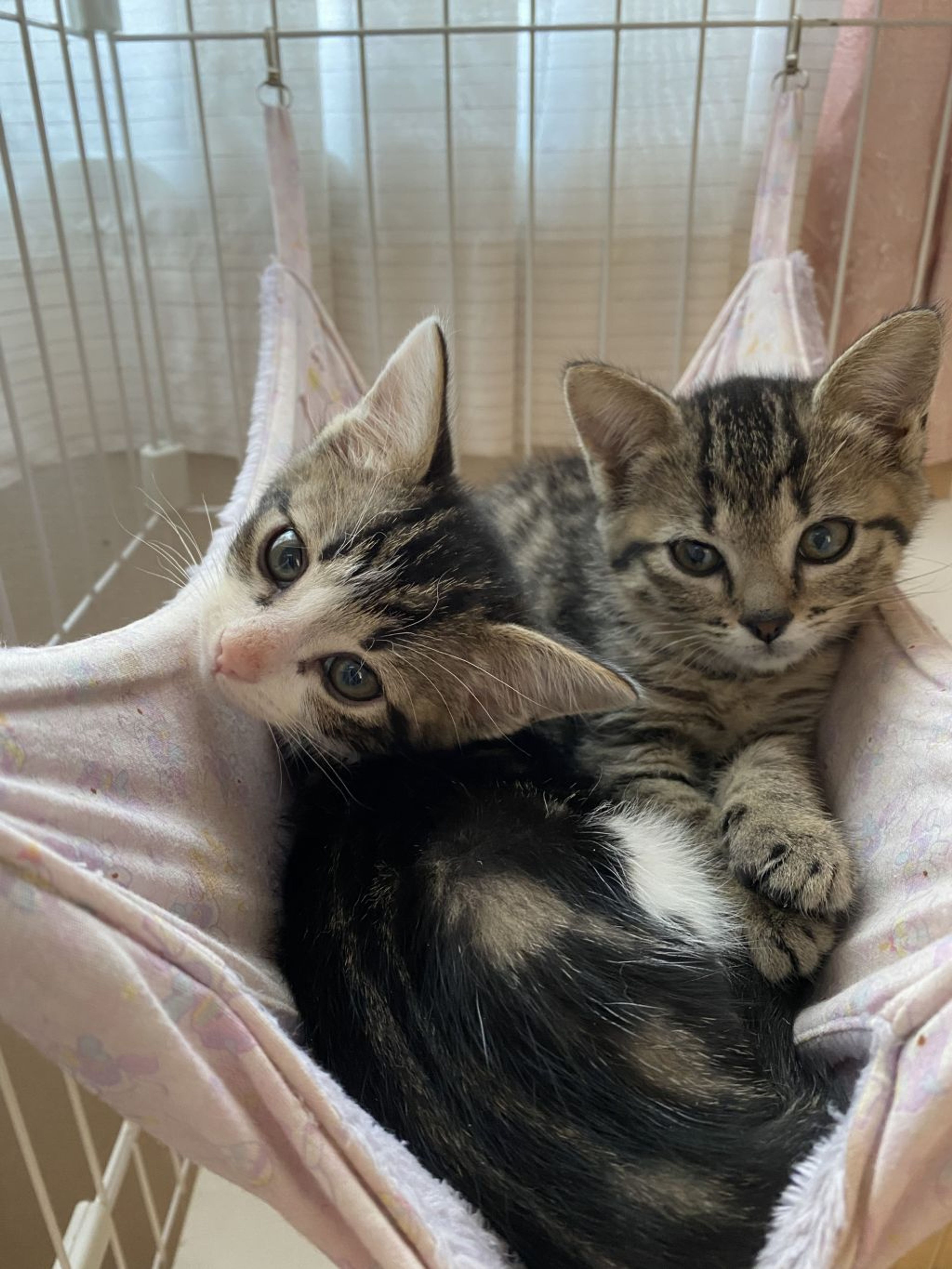 pet-image-5