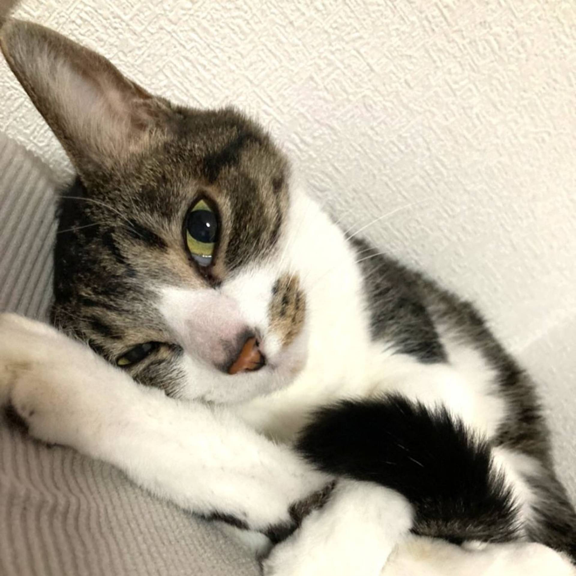 雑種（ミックス猫）・メスの里親募集の写真