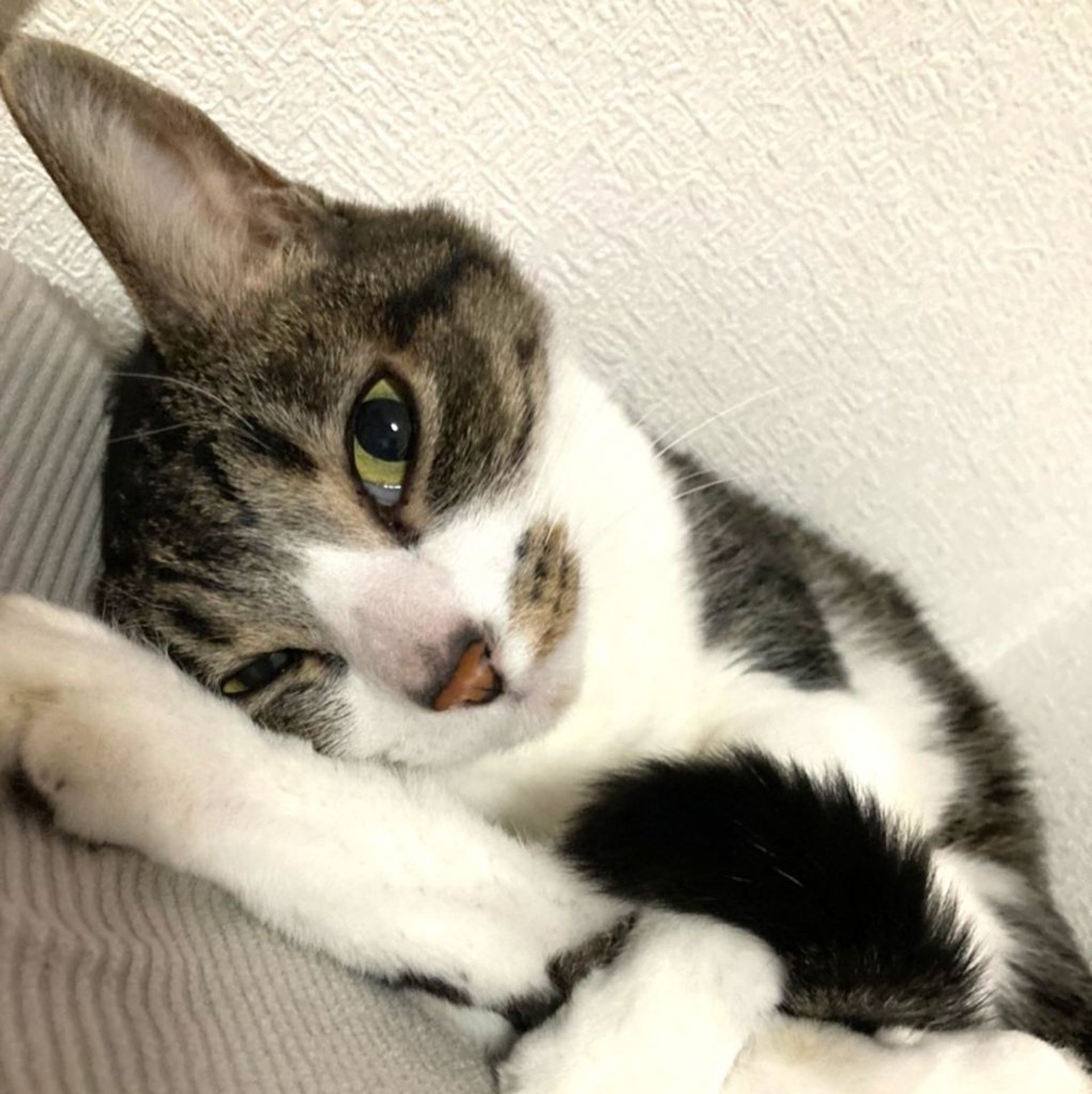 雑種（ミックス猫）・メスの里親募集の写真