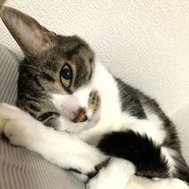 ピピの写真