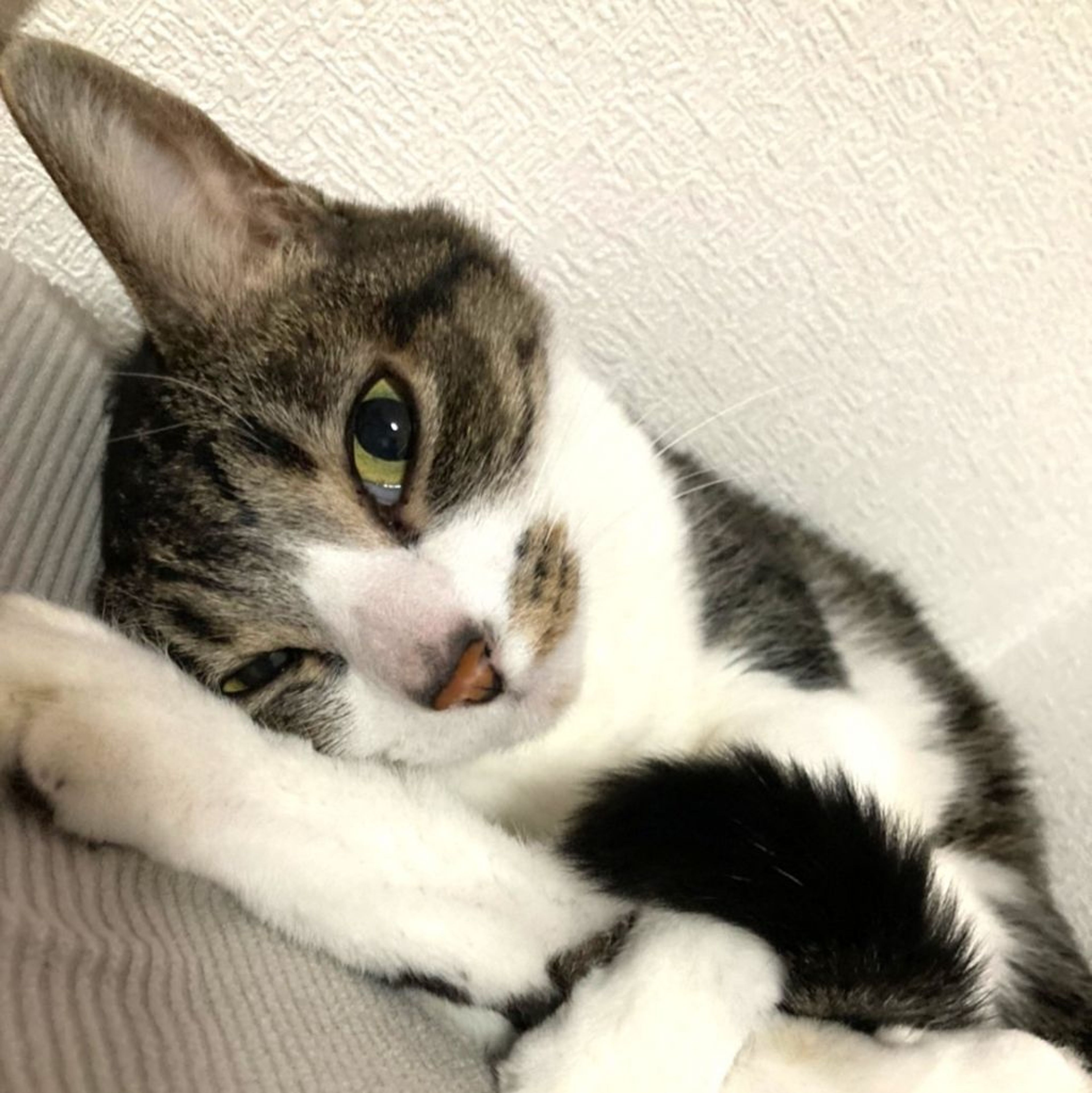雑種（ミックス猫）・メスの里親募集の写真