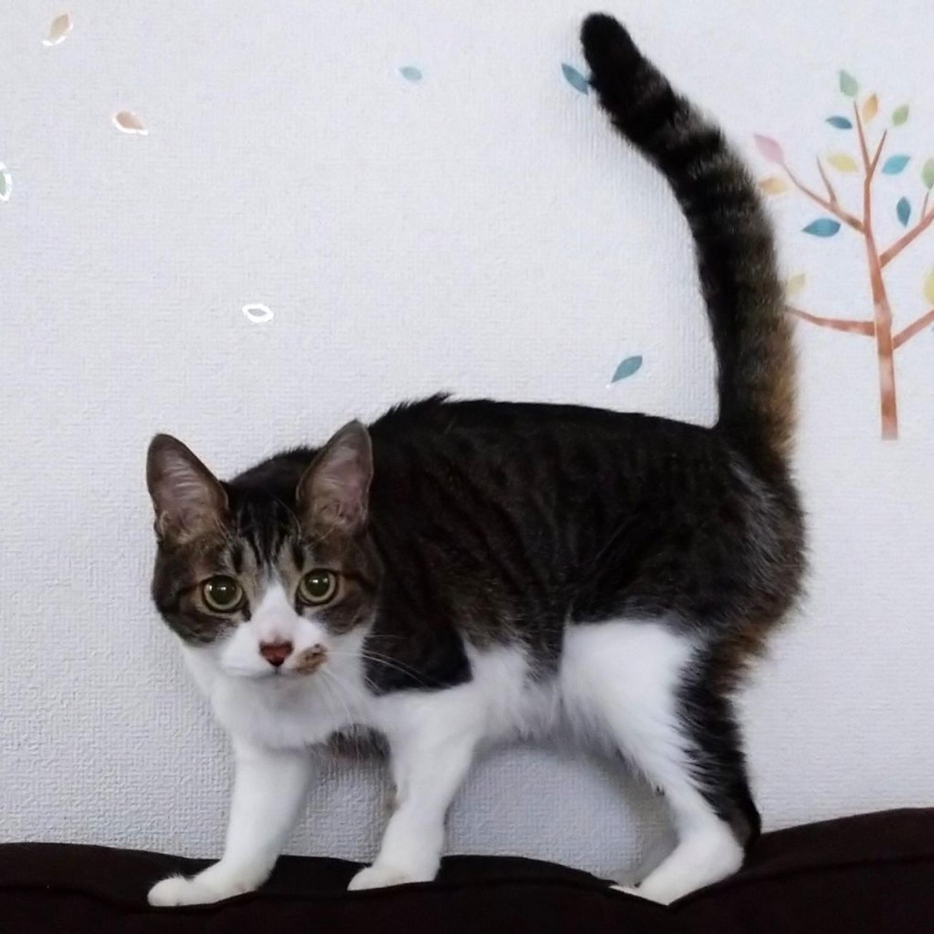 pet-image-3
