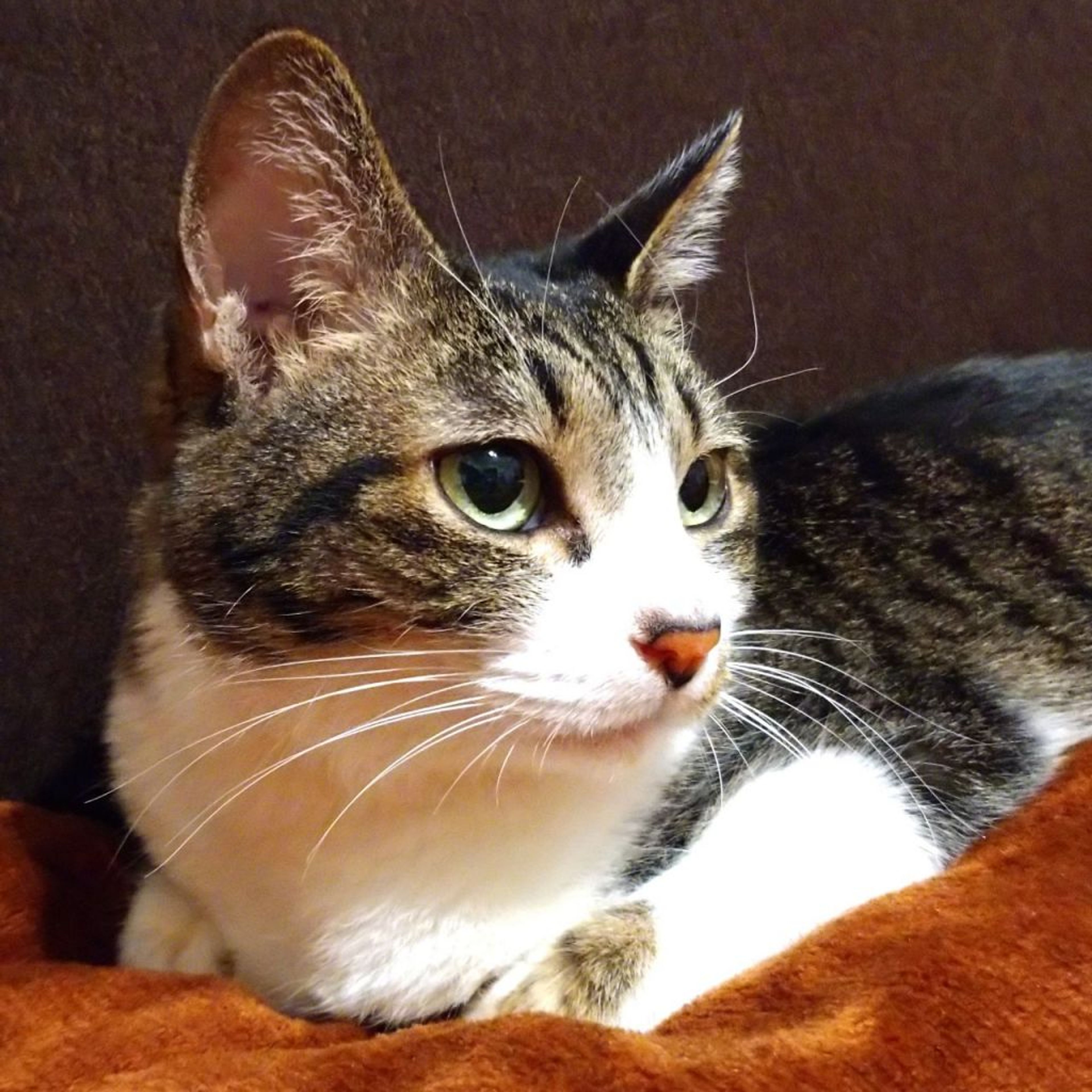 pet-image-4