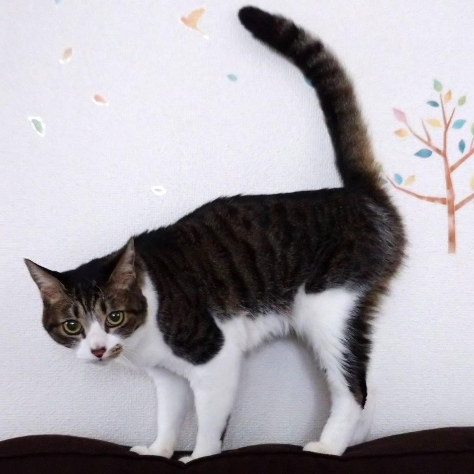 pet-image-5