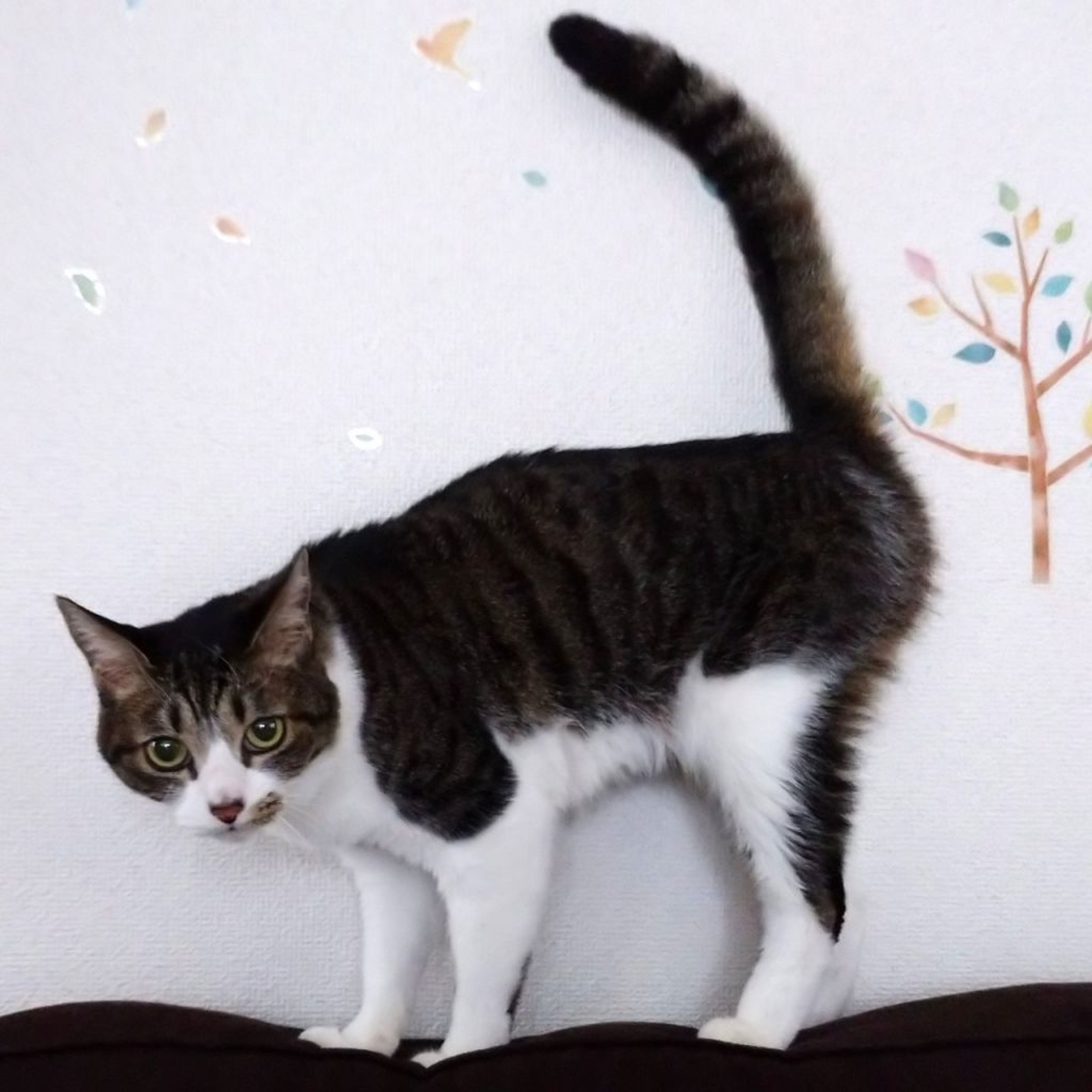 pet-image-5