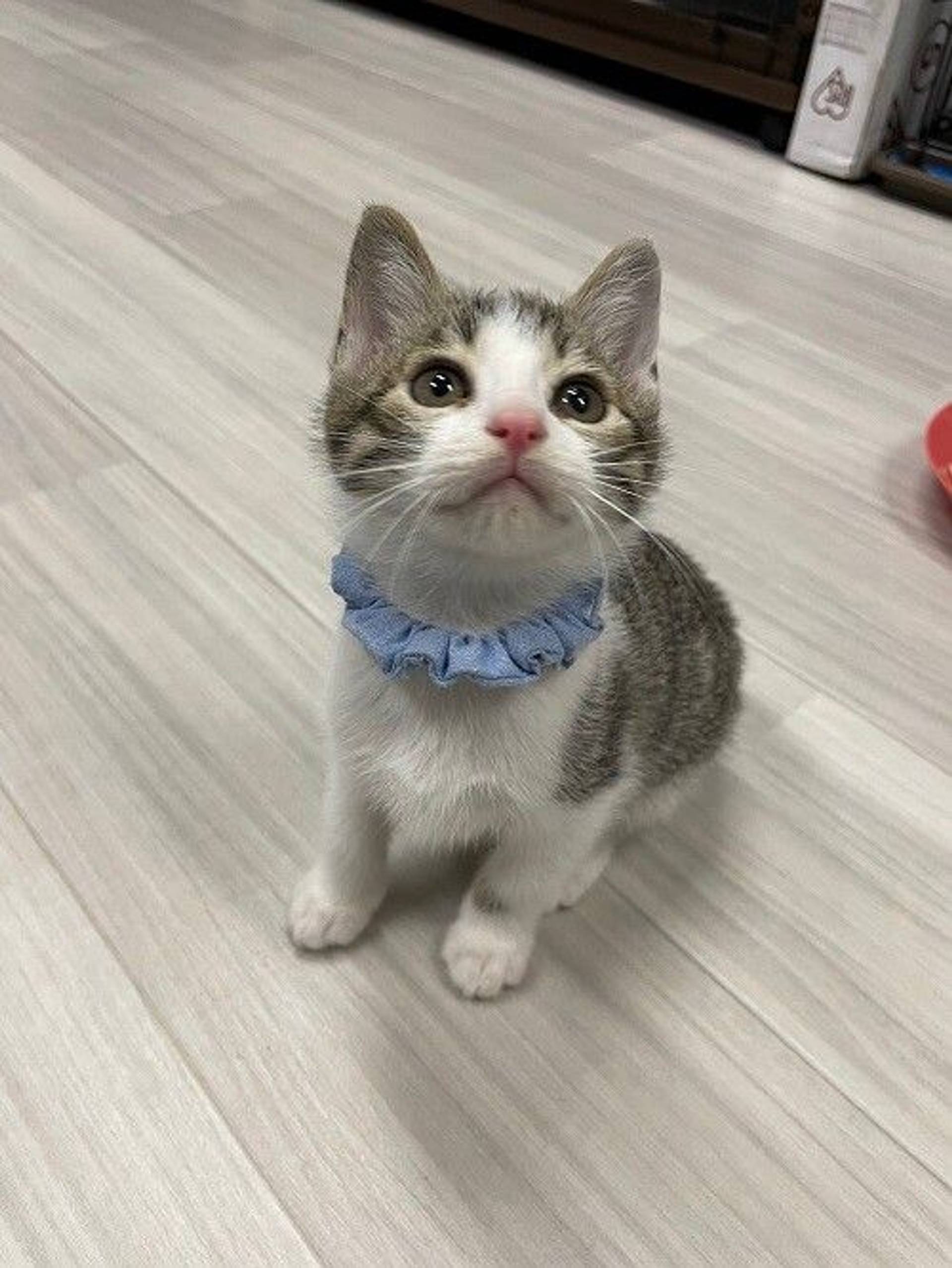 雑種（ミックス猫）・オスの里親募集の写真