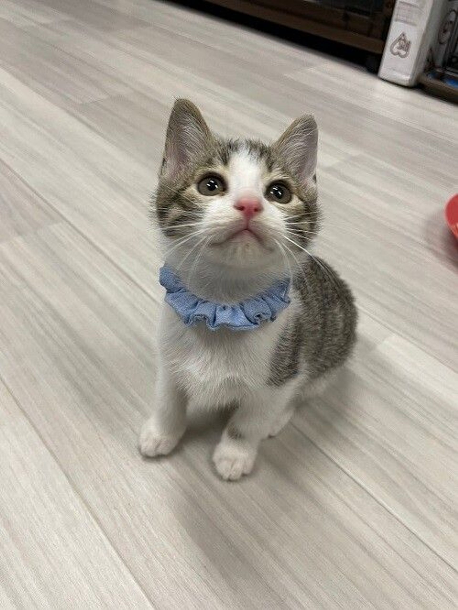 雑種（ミックス猫）・オスの里親募集の写真