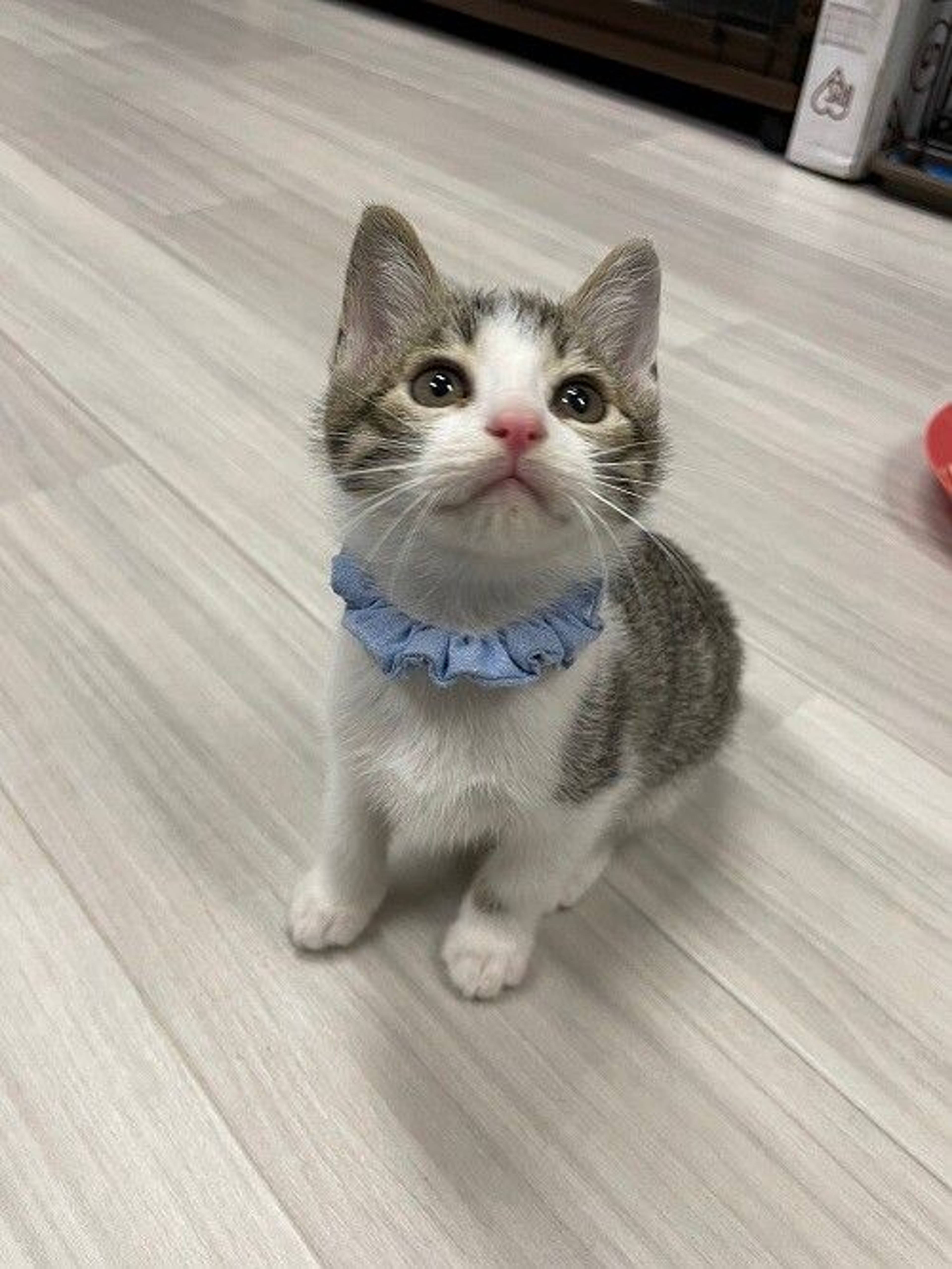 雑種（ミックス猫）・オスの里親募集の写真