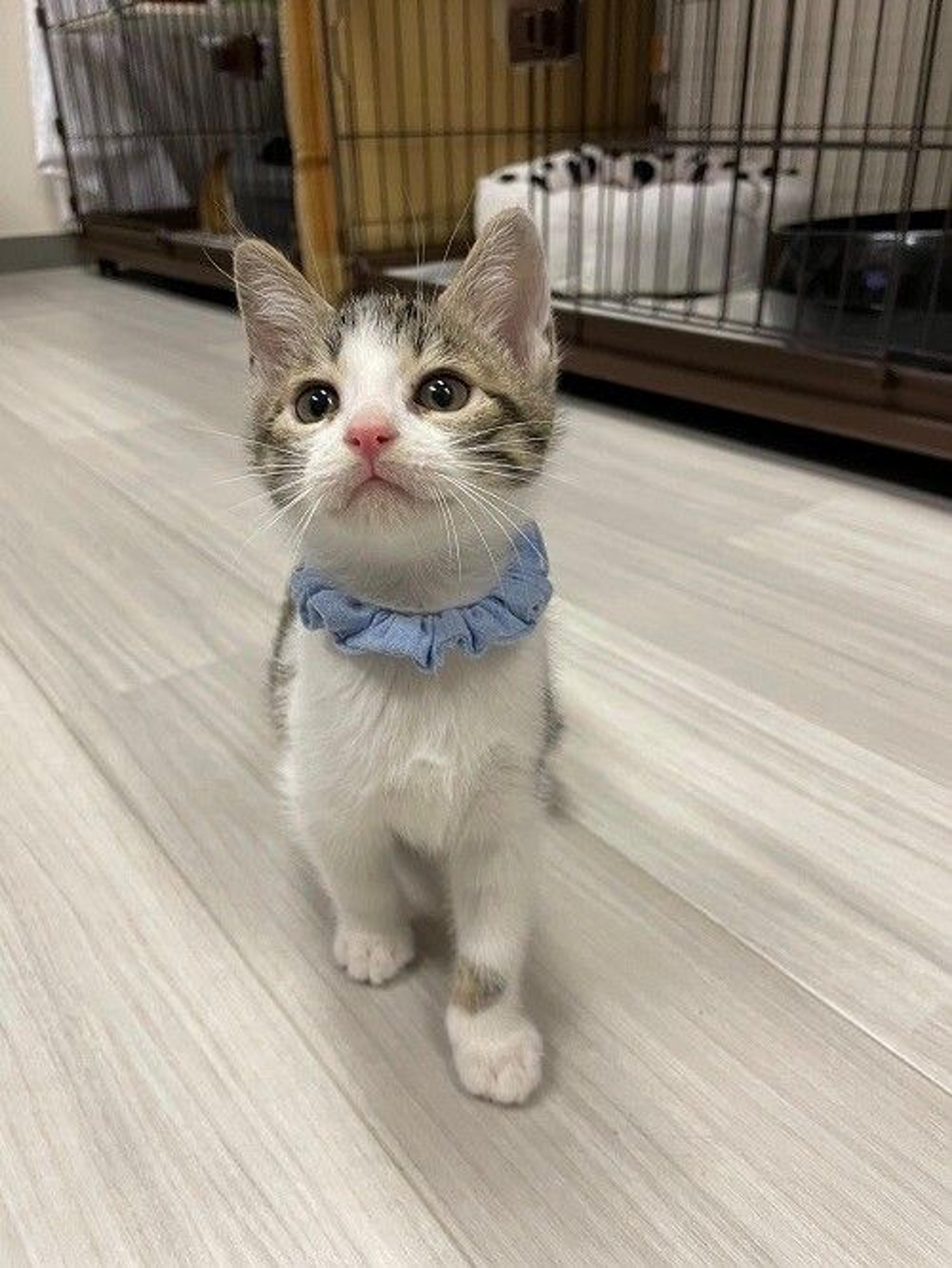 pet-image-2