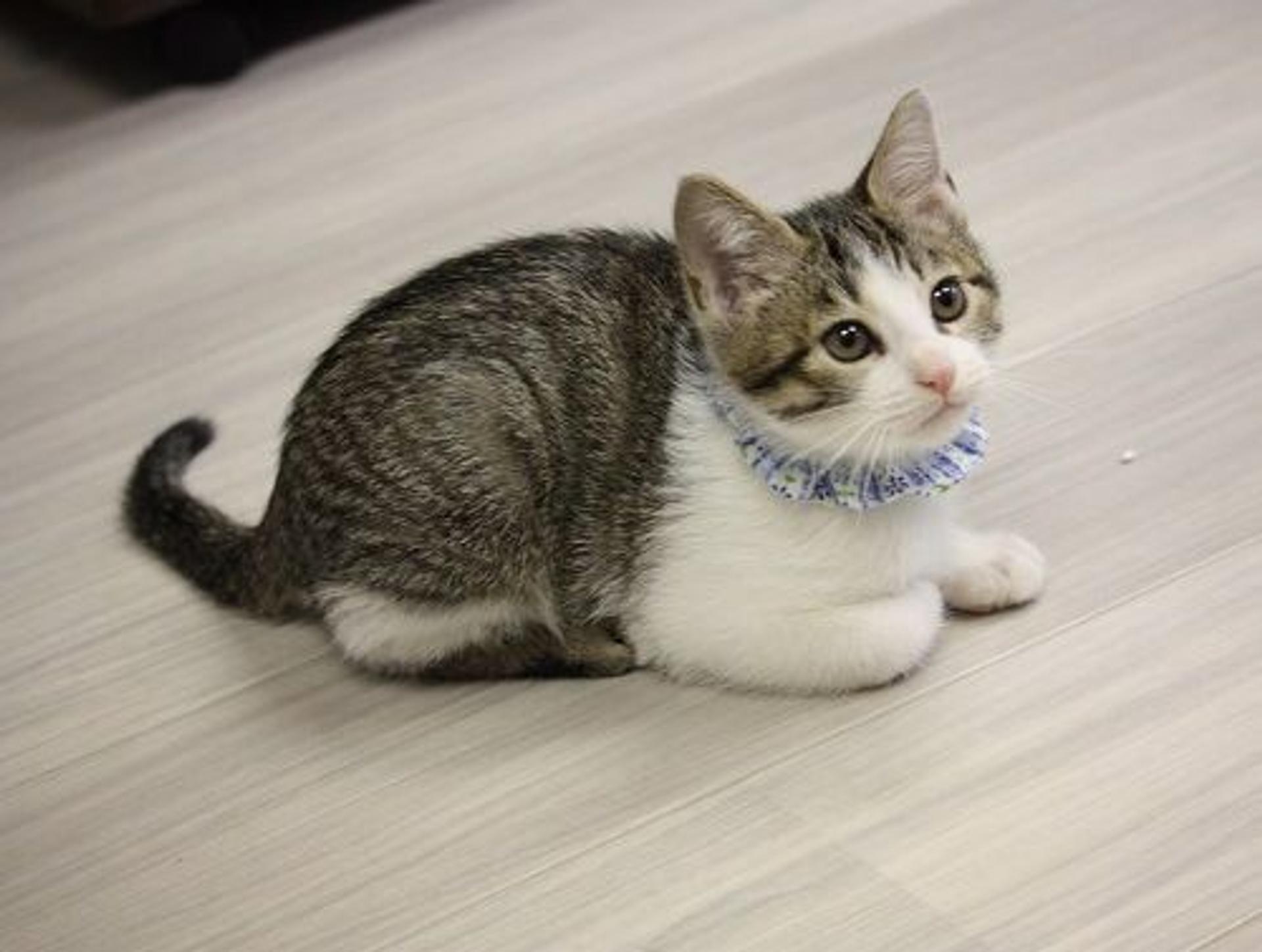 pet-image-3