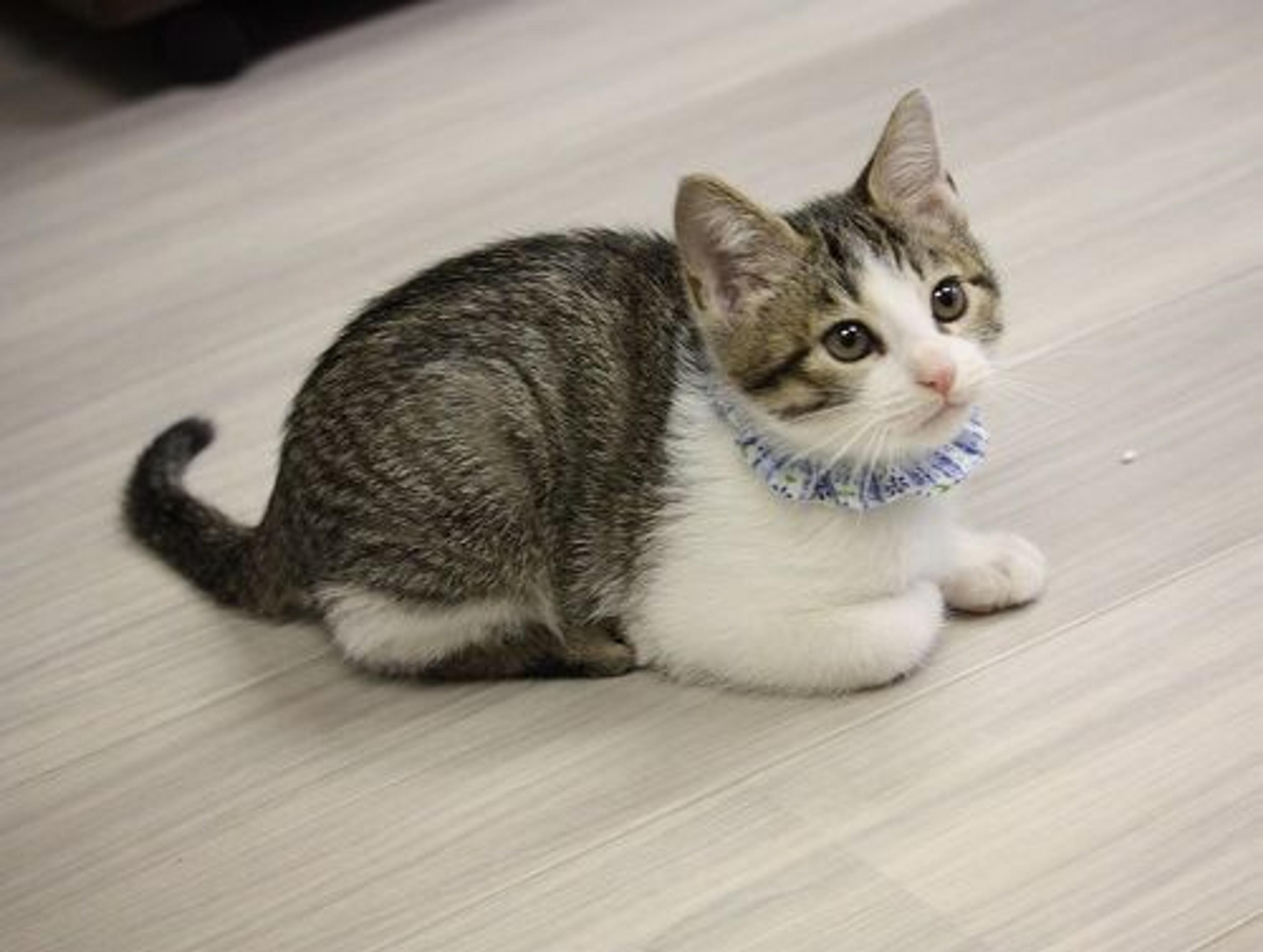 pet-image-3