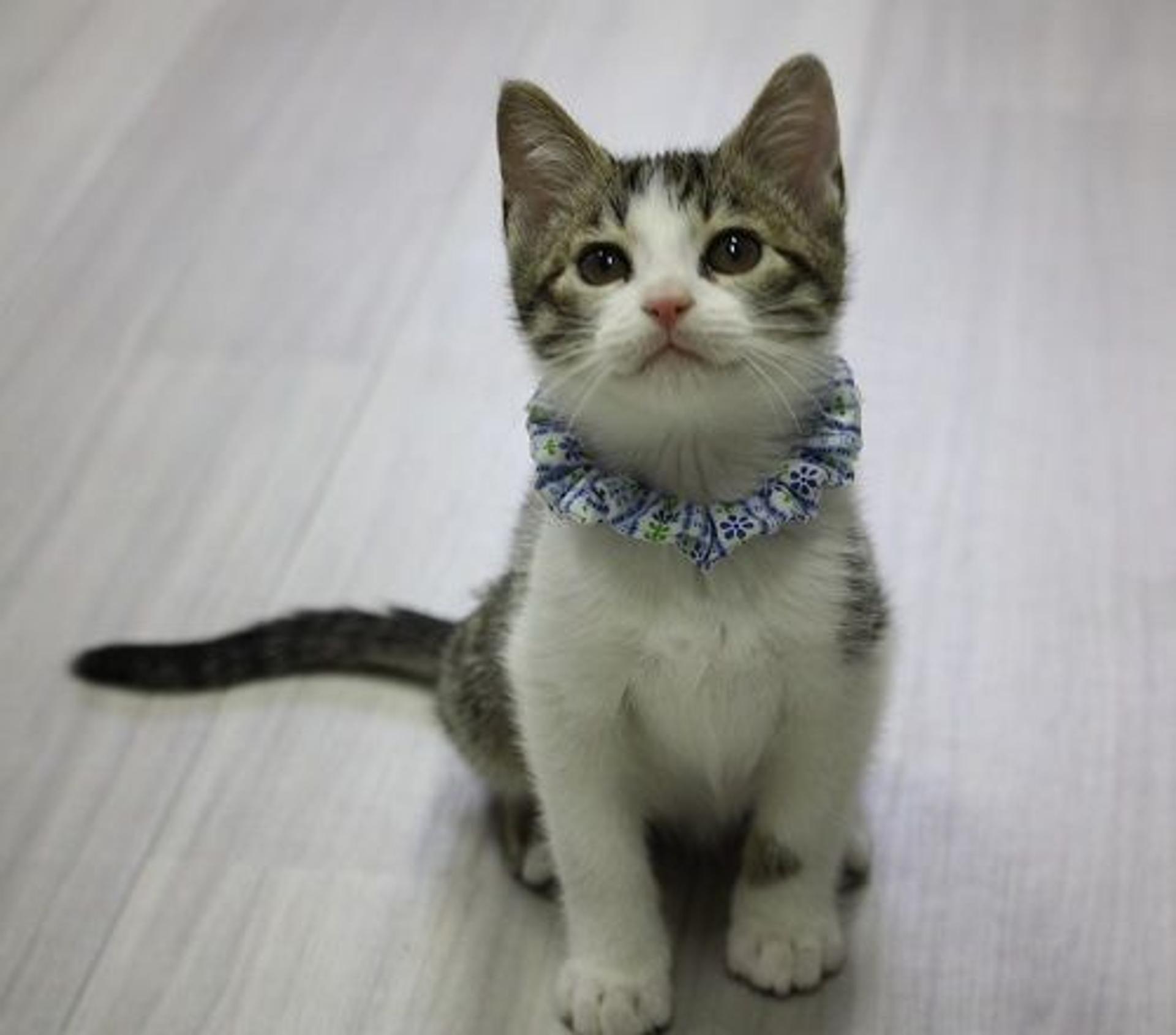 pet-image-4