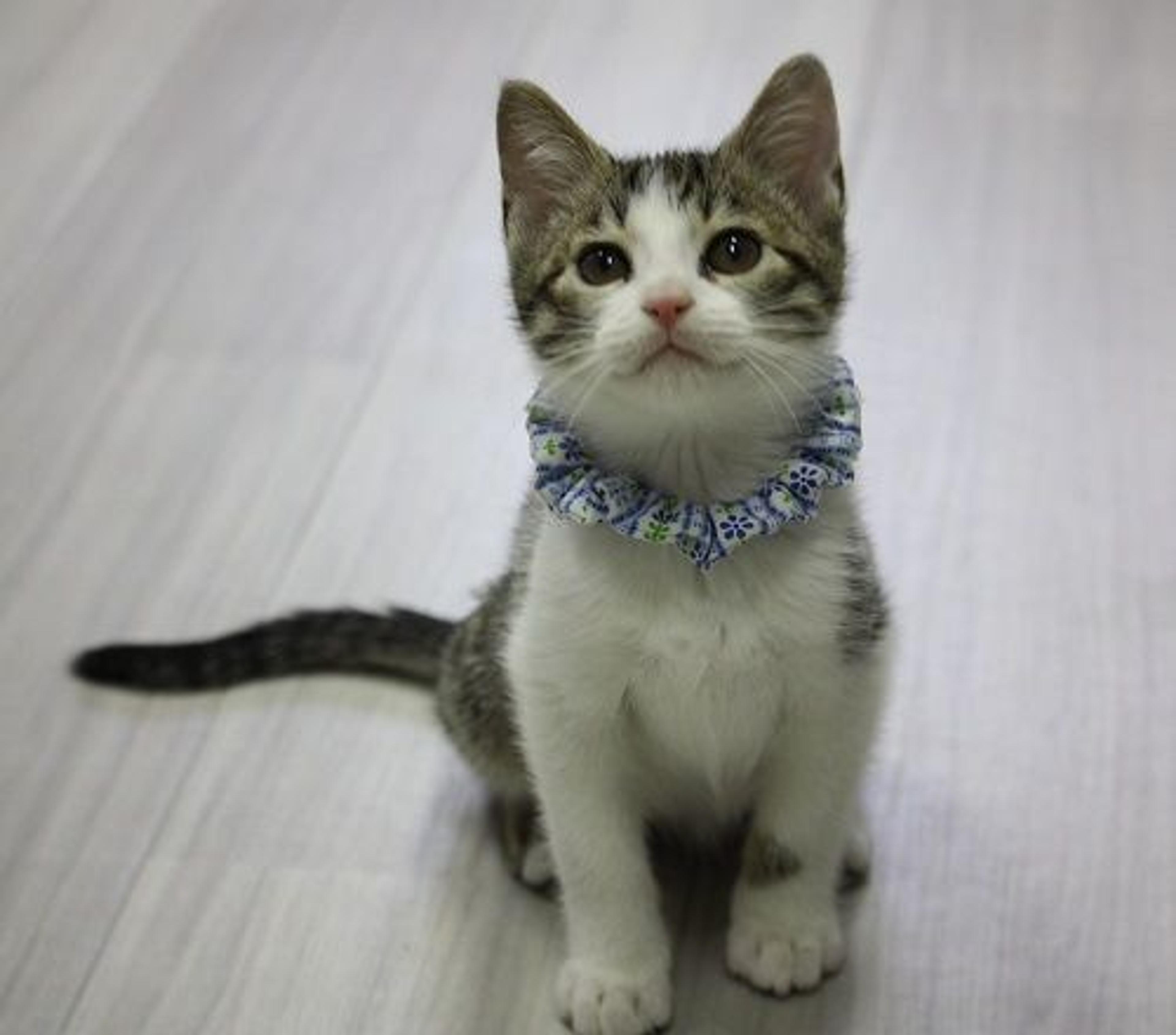 pet-image-4