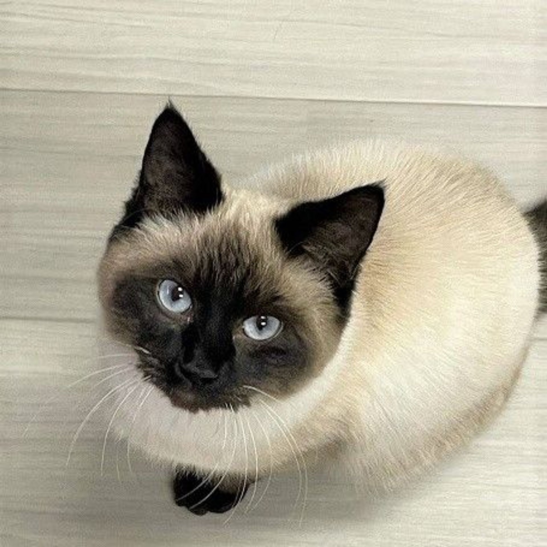 シャム・オスの里親募集の写真