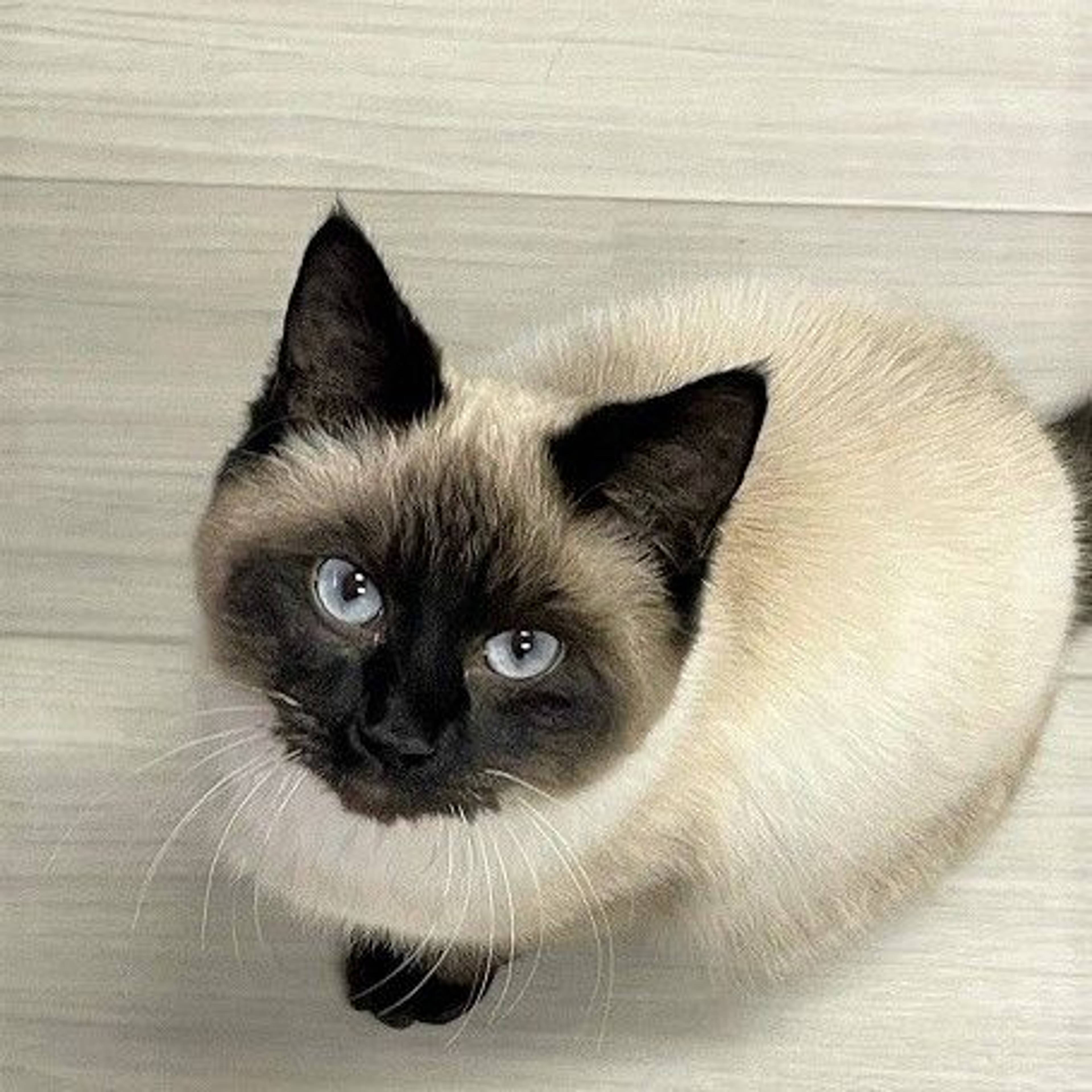 シャム・オスの里親募集の写真