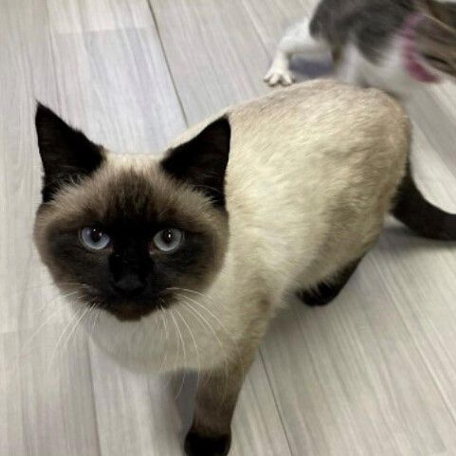 pet-image-4