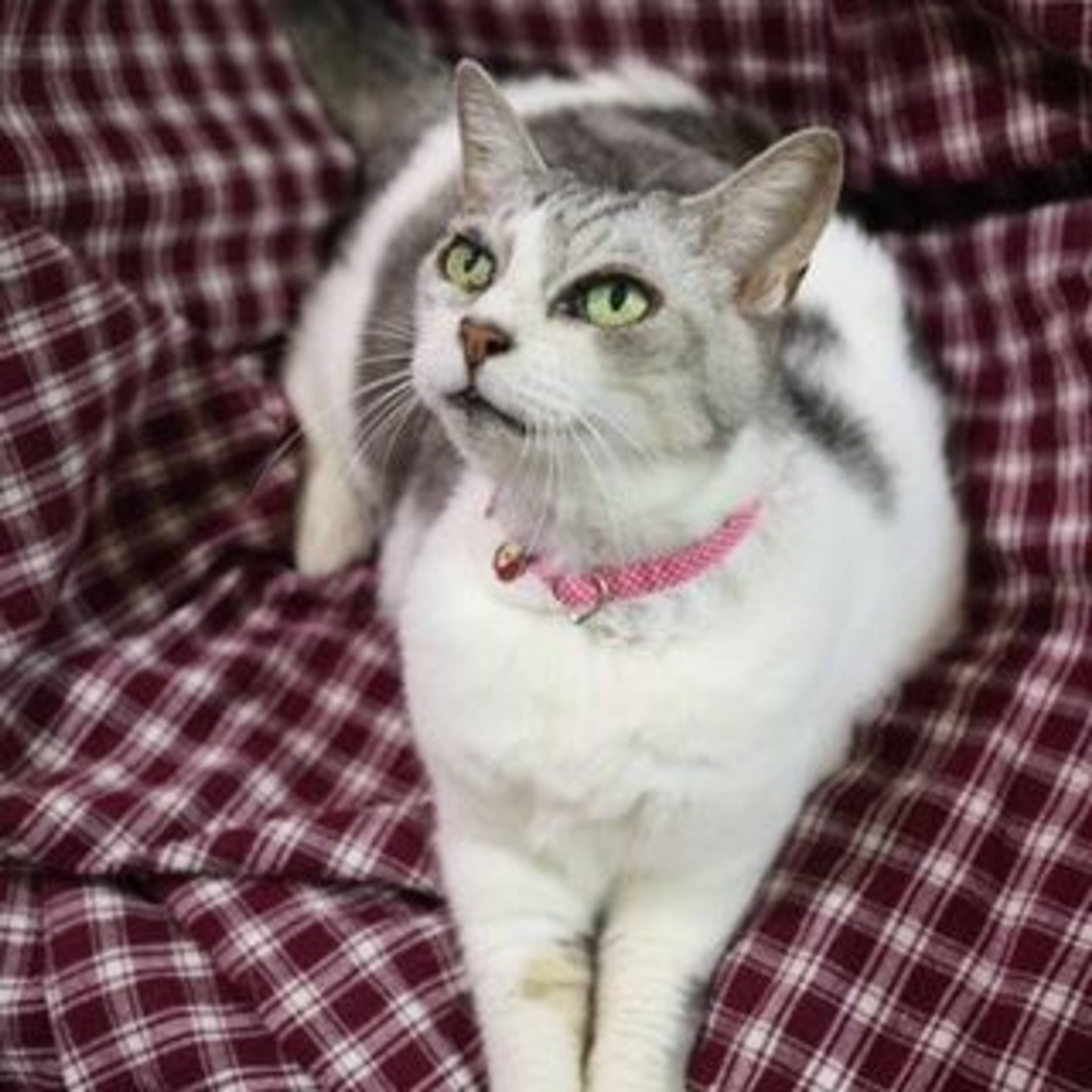雑種（ミックス猫）・メスの里親募集の写真