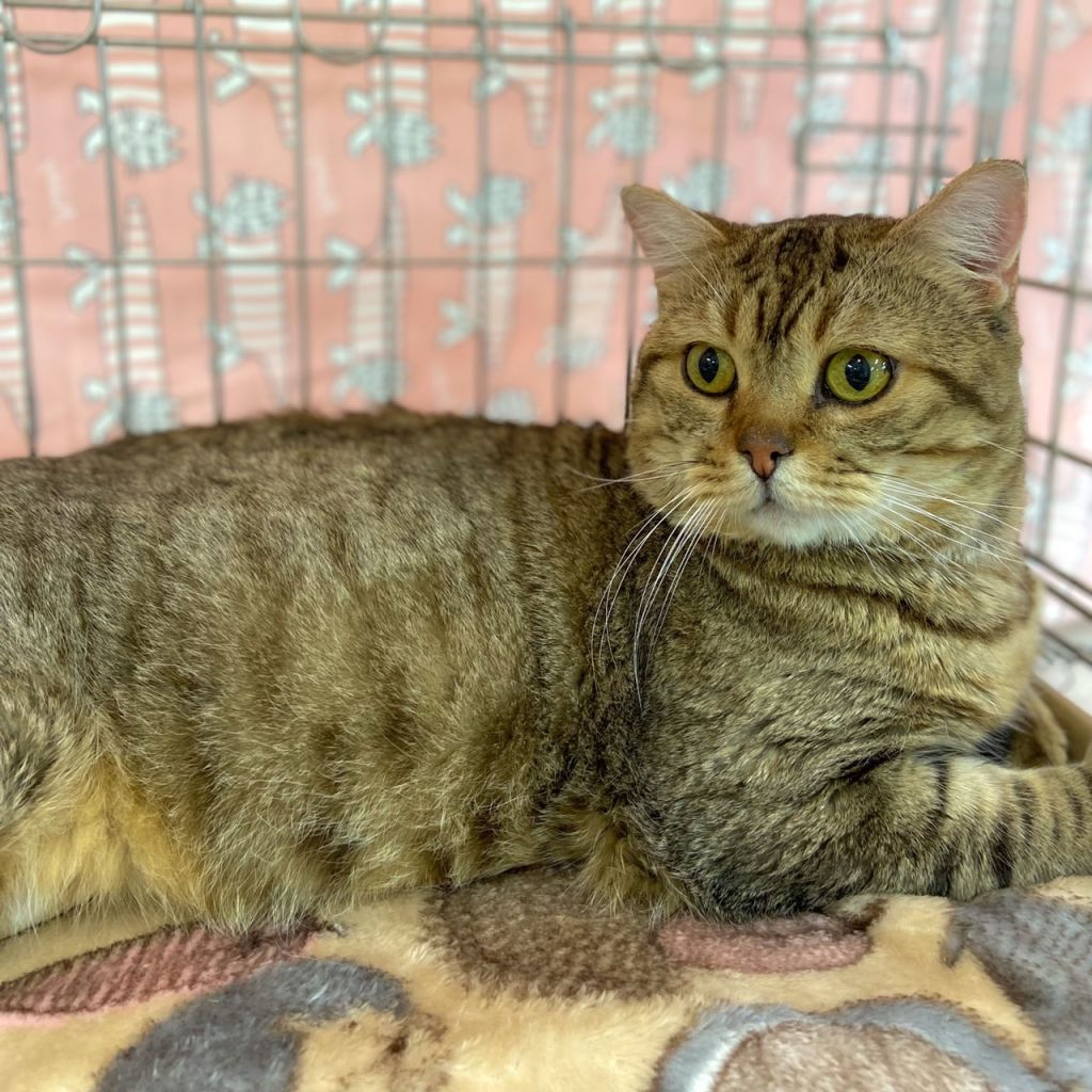 pet-image-2