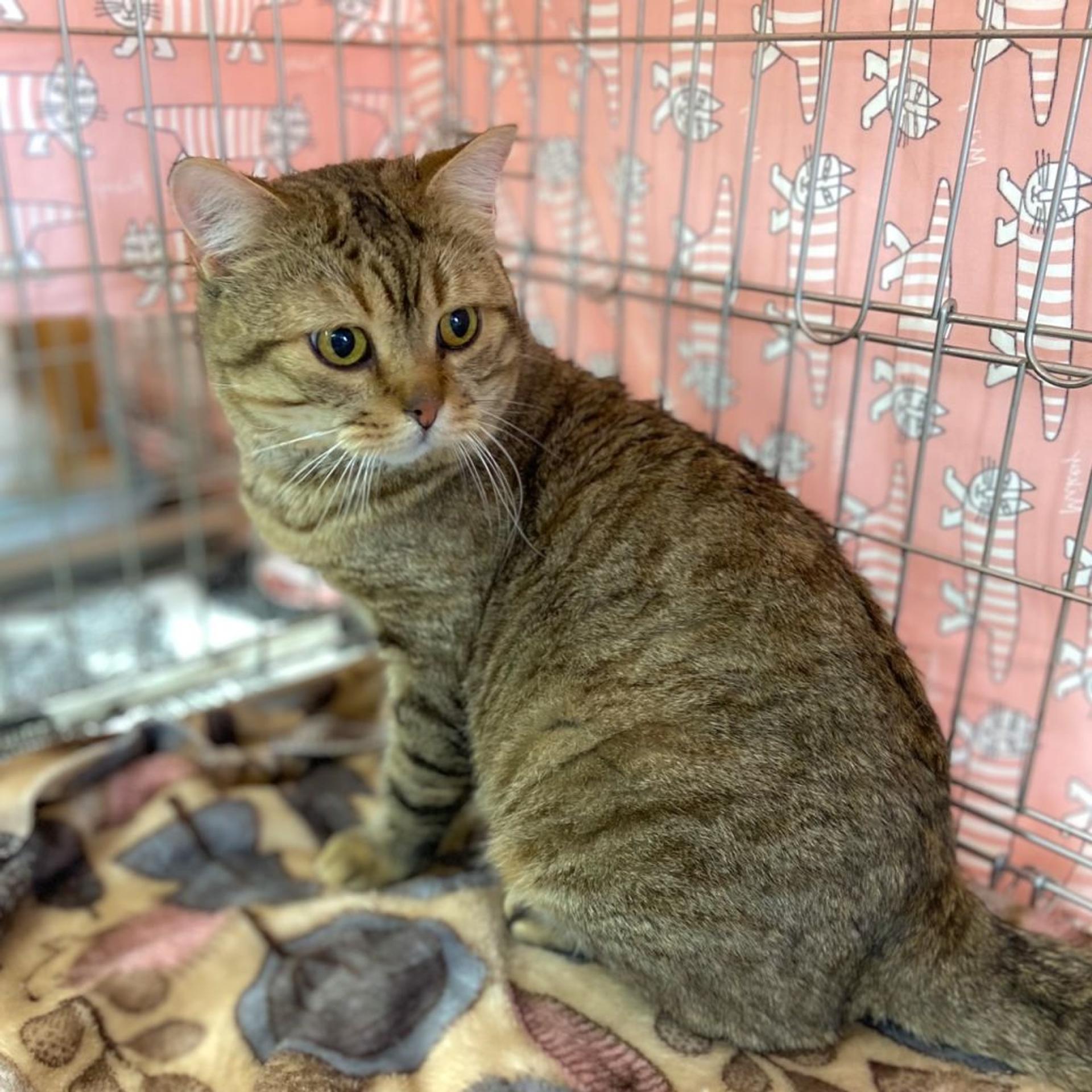 pet-image-3